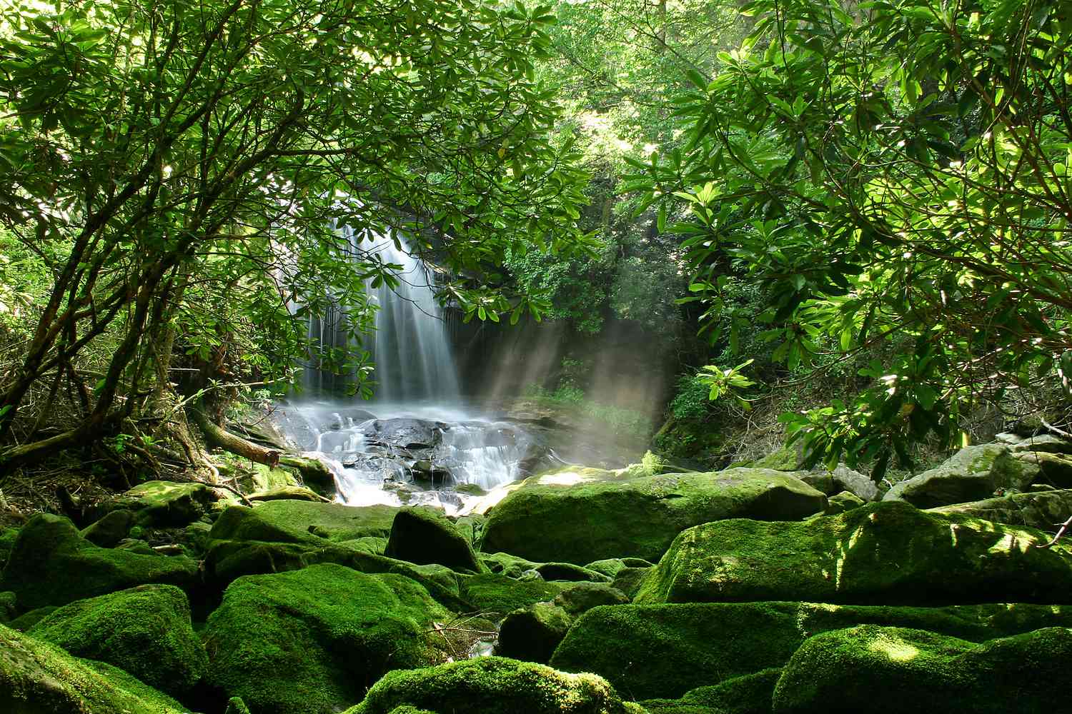 1500x1000 Temperate Rainforests Around the World