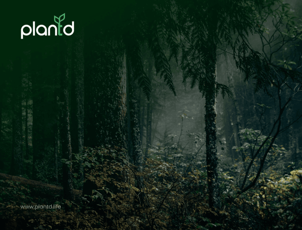 1047x798 Best Temperate Rainforests Around the World