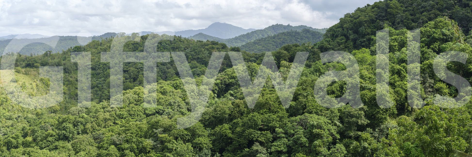 1946x649 Lush Green Forest Wallpaper
