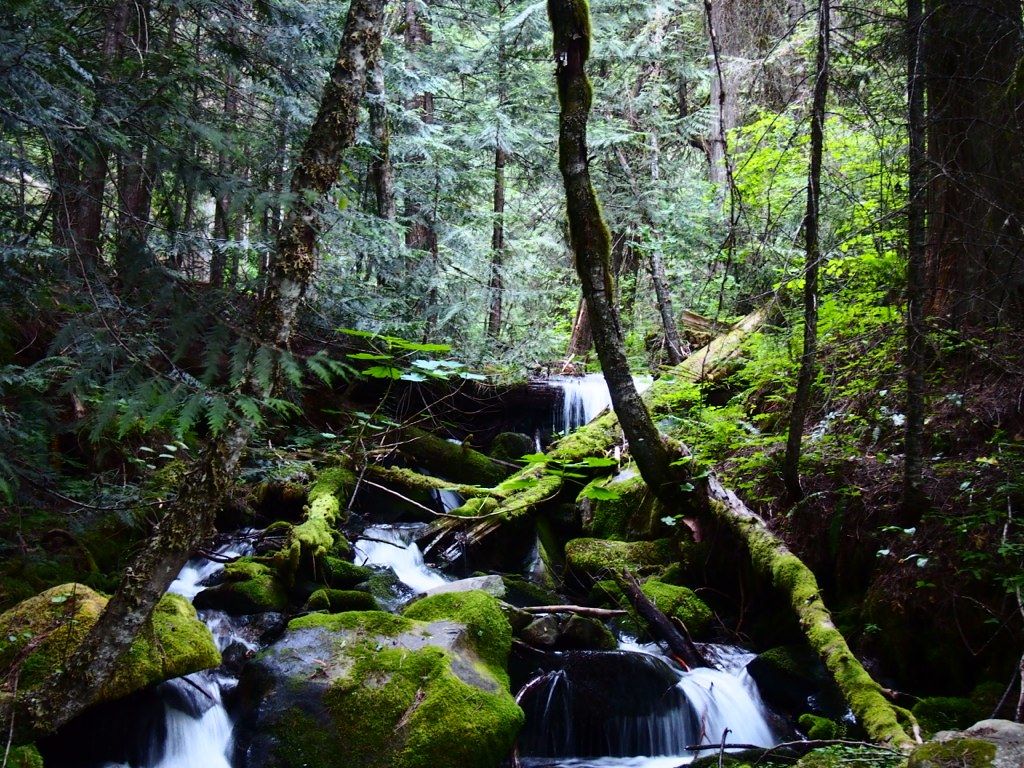 1024x768 Inland Temperate Rainforest Idaho