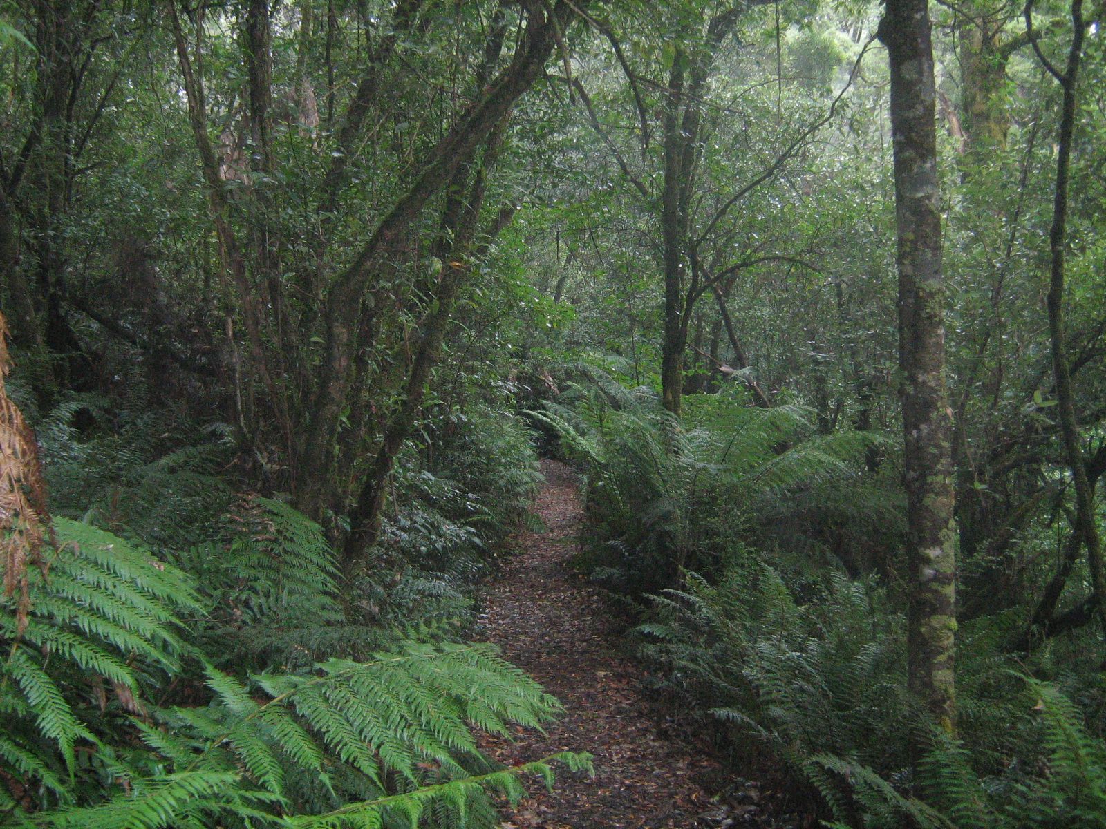 1600x1200 Temperate rainforest in Great Otway National Park