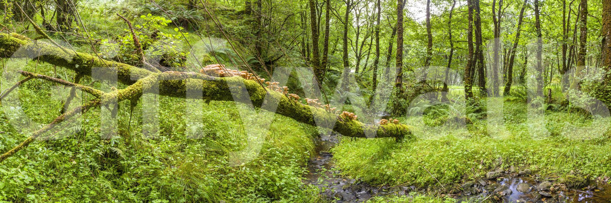 1946x649 Forest Floor Harmony Mural. Earthy Nature Decor