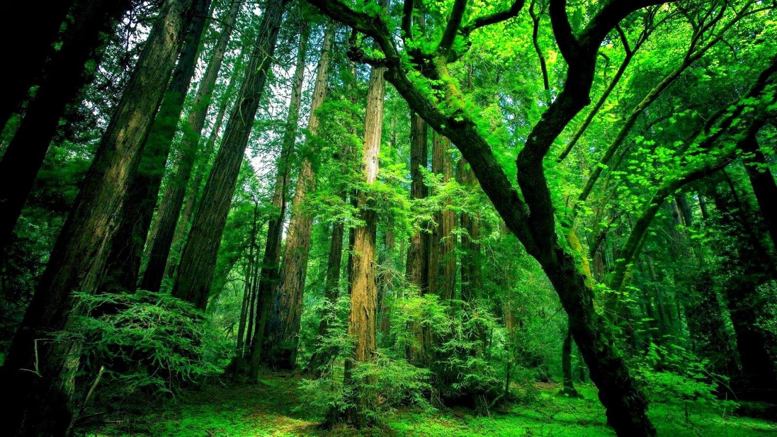 1600x900 Temperate Rainforest