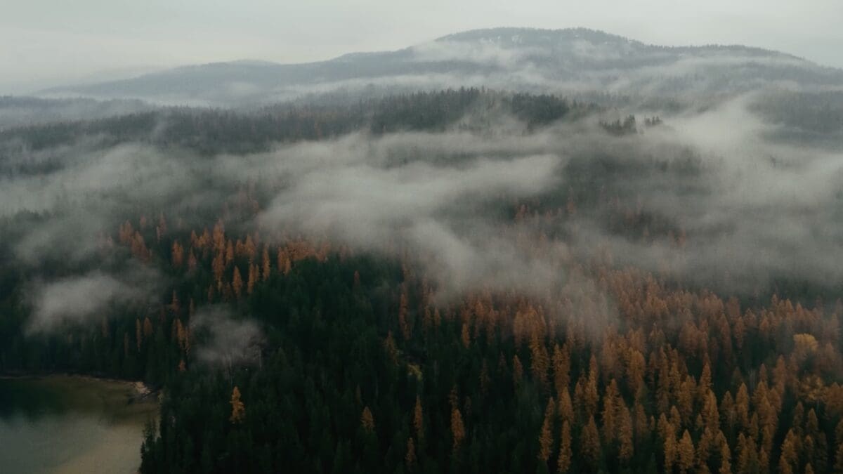 1200x675 Idaho's Impossible Temperate Inland Rainforest