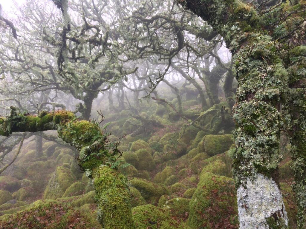 1024x768 How Air Pollution Impacts our Temperate Rainforests
