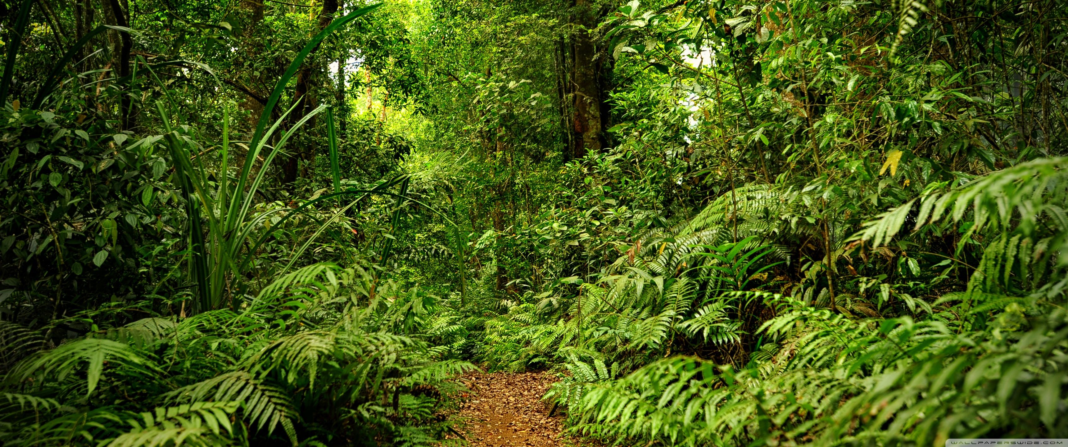 3440x1440 Rainforest 4K UHD Wallpaper for UltraHD Desktop and TV : Widescreen and UltraWide Display : Smartphone and Tablet Devices