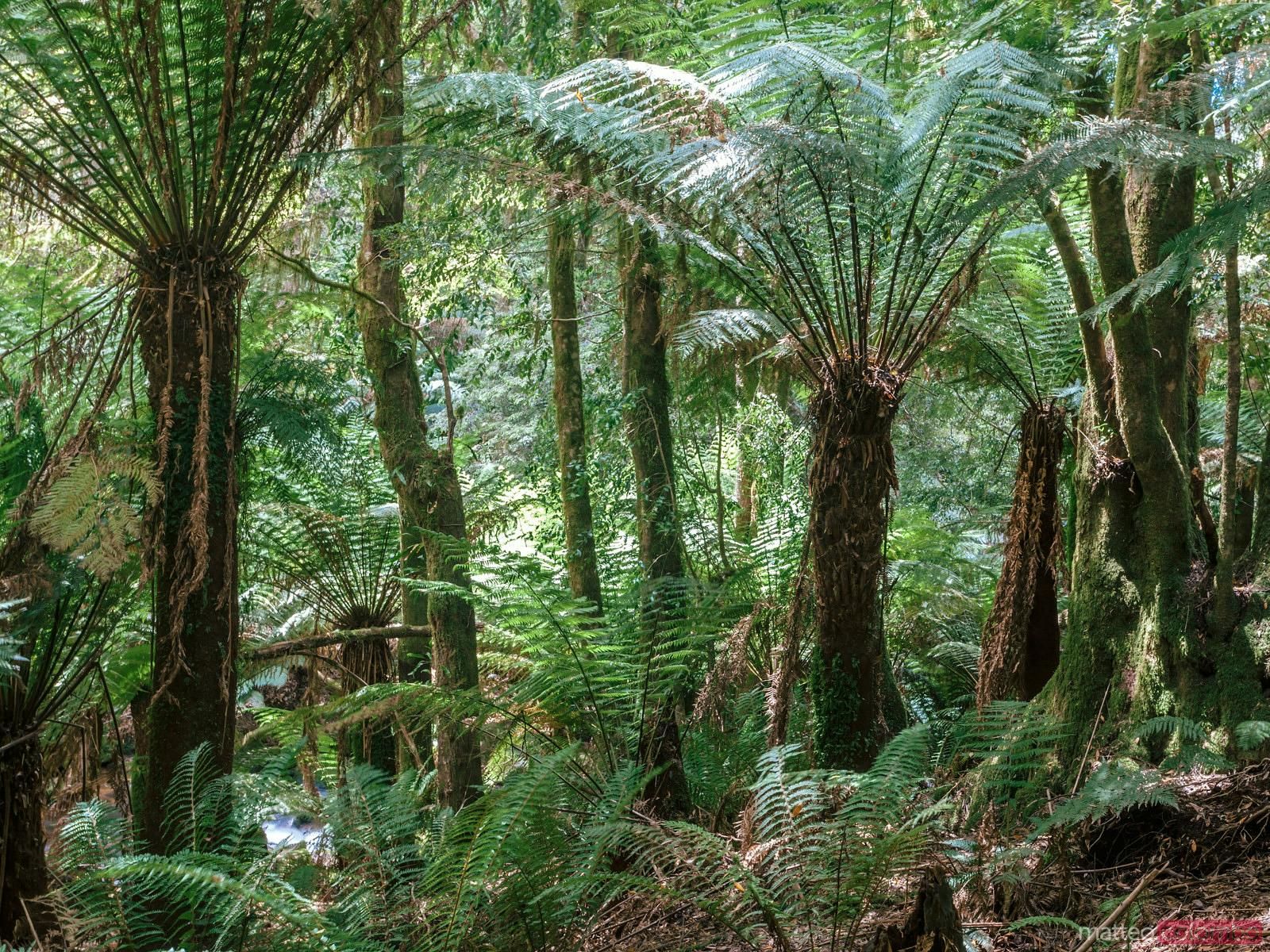 1600x1200 Temperate rainforest in Tasmania, Australia. Royalty Free Image