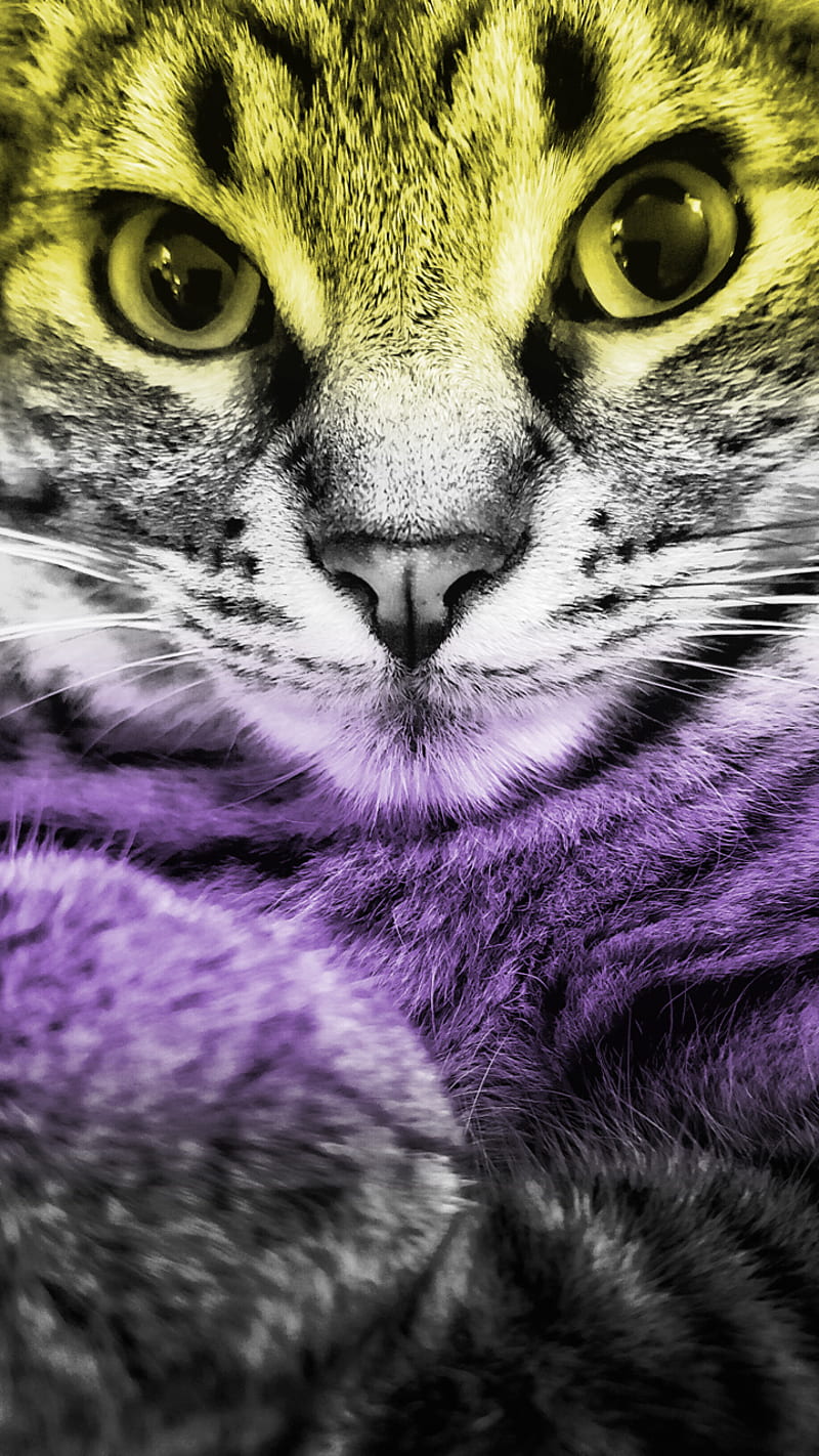 800x1422 Non Binary Pride, cats, nonbinary, HD phone wallpaper