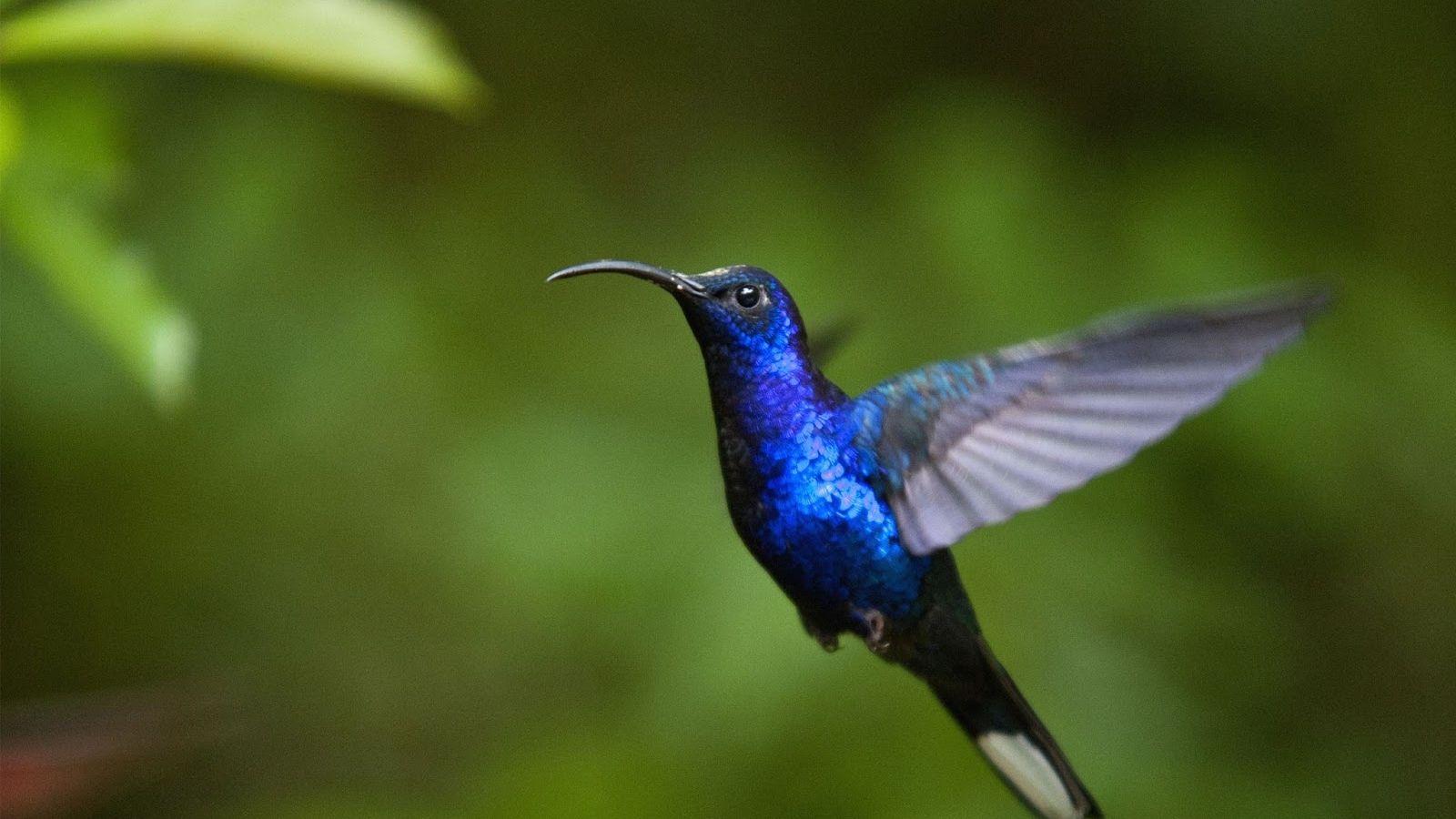 1600x900 Free download Hummingbird HD Wallpaper HD Wallpaper High Definition [1600x1024] for your Desktop, Mobile & Tablet. Explore Humming Bird Wallpaper. Free Hummingbird Wallpaper and Screensaver, Hummingbird Wallpaper HD, Animated Hummingbird Wallpaper