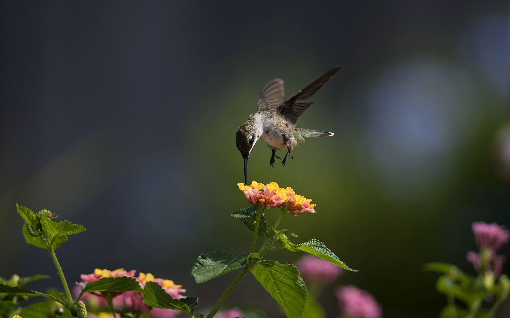 1680x1050 Hummingbird Wallpaper HD 44026 1680x1050px