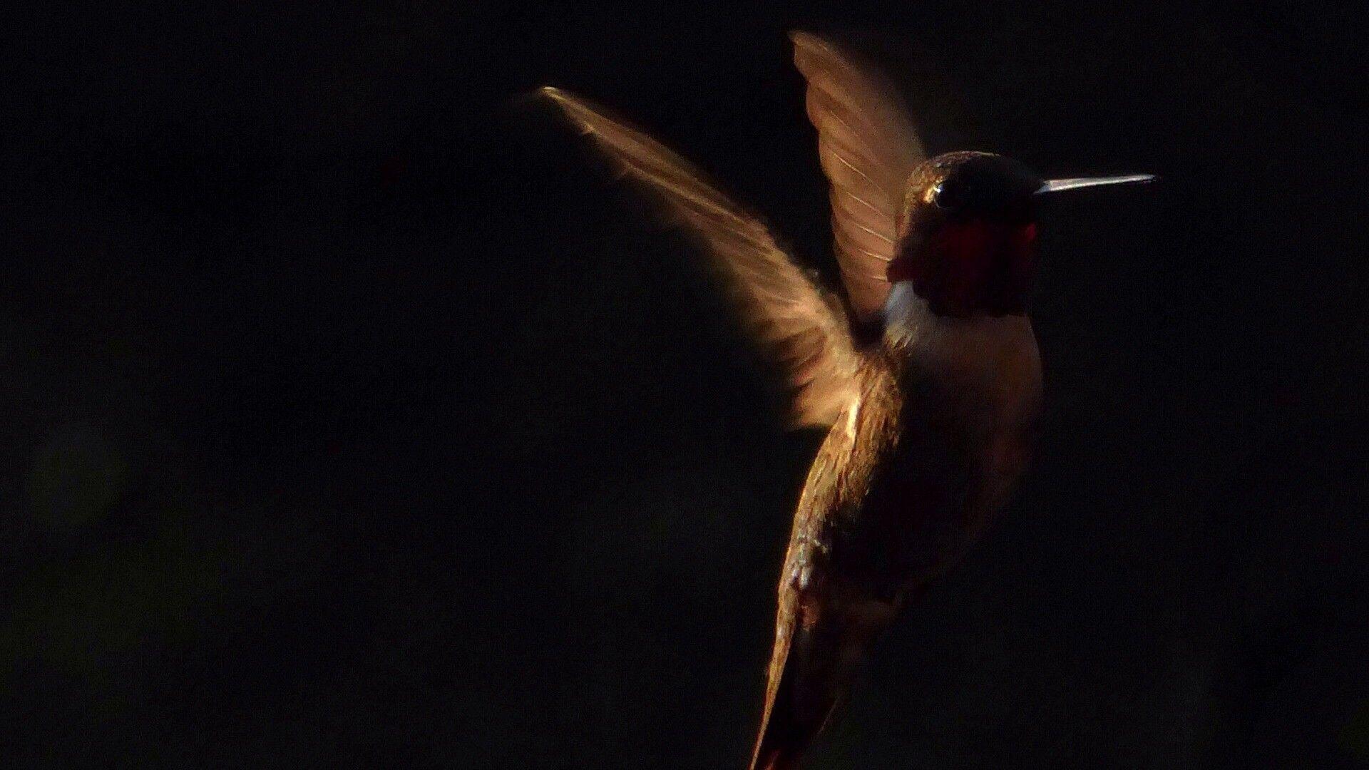 1920x1080 Small Bird Hummingbird HD Black Photo