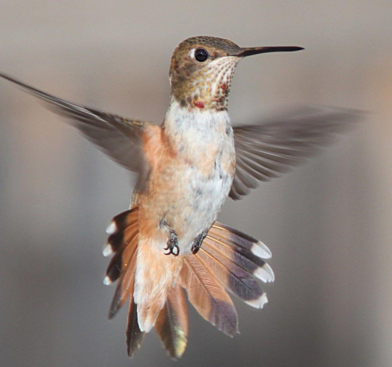 1280x1200 Hummingbird Wallpaper
