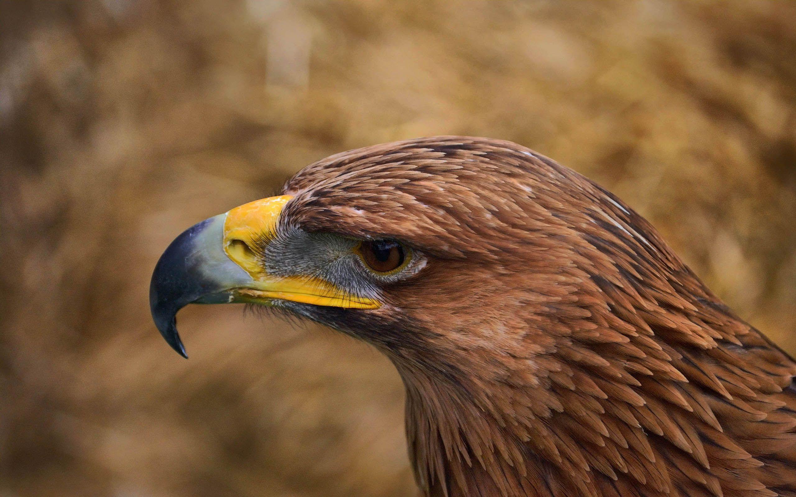 Golden Eagle Portrait Stock Photo - Download Image Now - Golden Eagle, Eagle  - Bird, Bird of Prey - iStock
