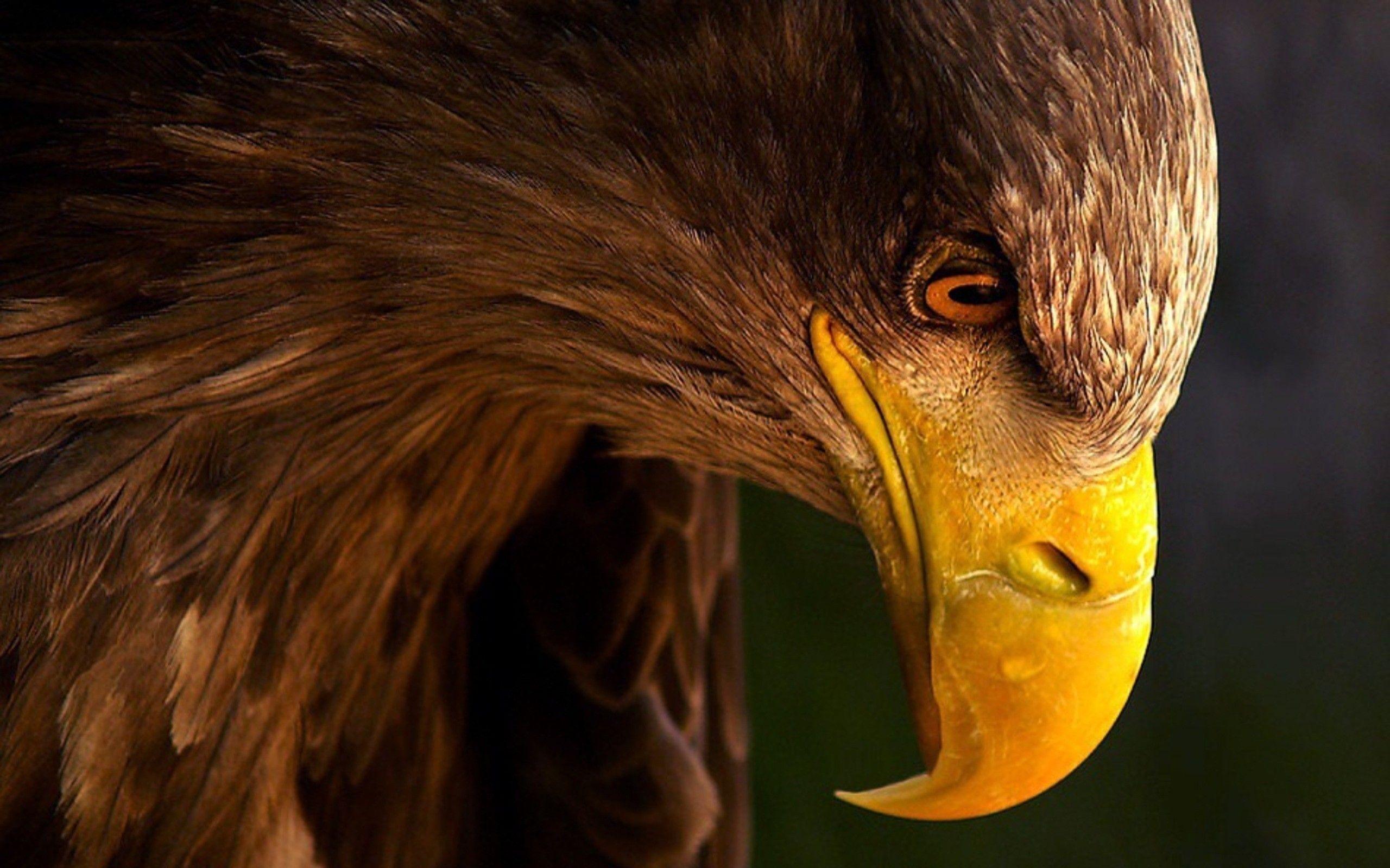 2560x1600 Terrible eagle wallpaperx1600