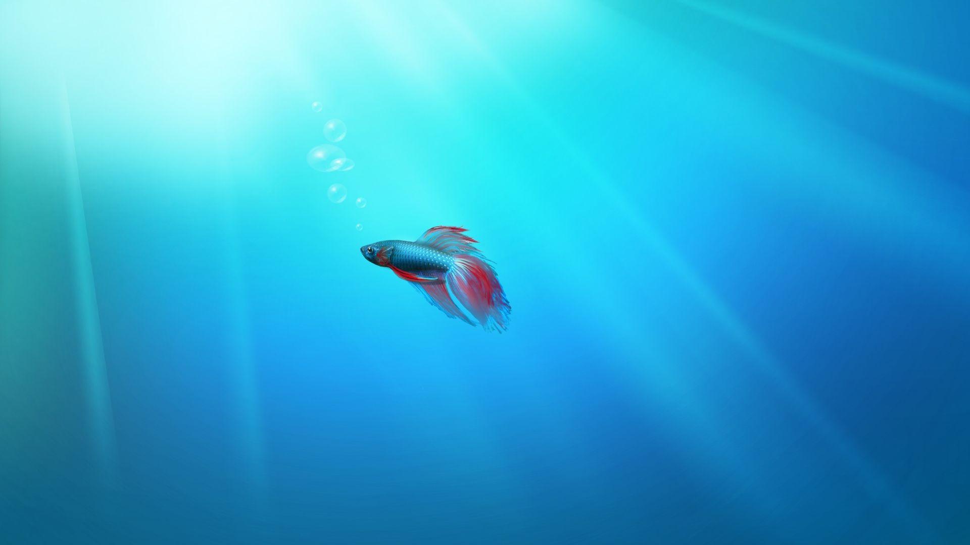 1920x1080 Windows 7 Fish Wallpaper