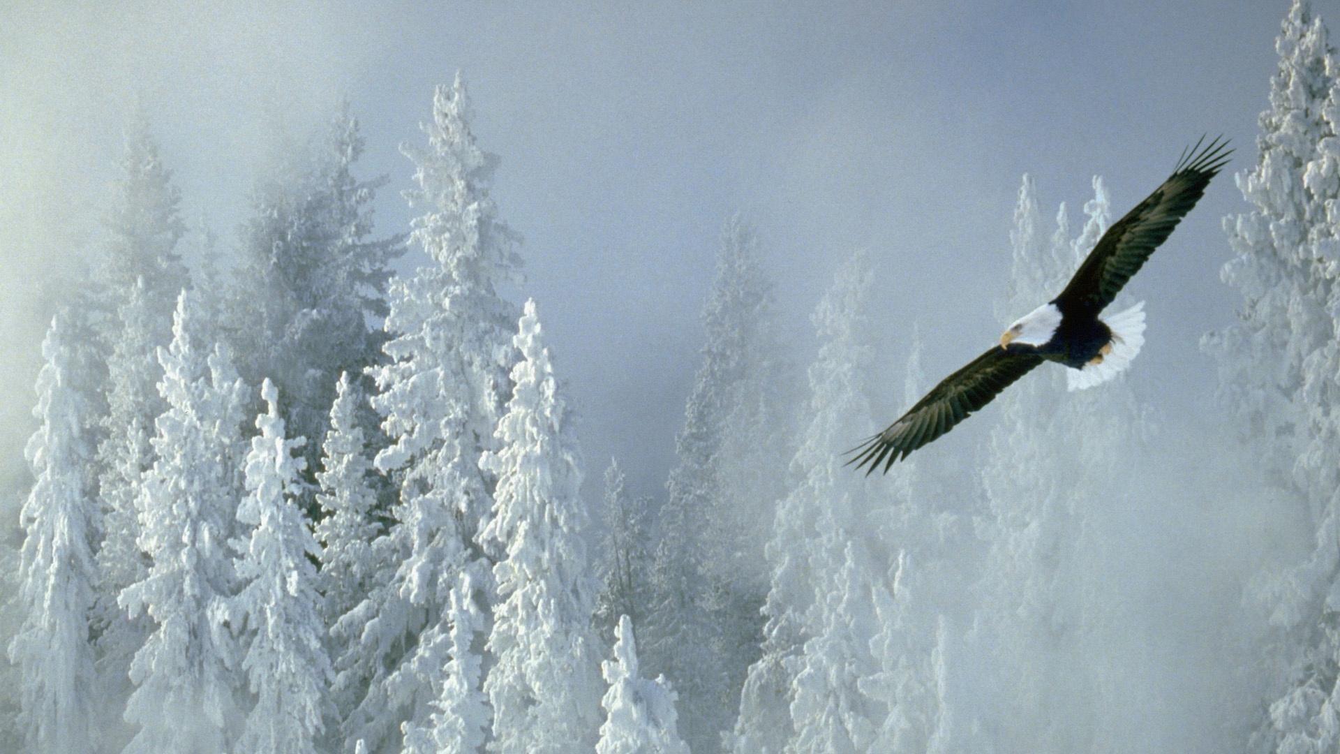 Winter Eagle Wallpapers - Top Free Winter Eagle Backgrounds ...