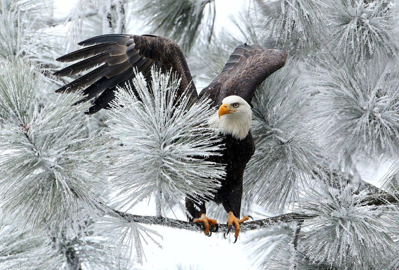 1280x866 HI. My name is Angie : Photo. Bald eagle, Eagle wallpaper, Eagle