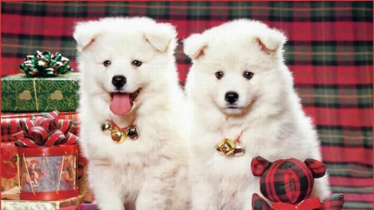 1200x675 Beautiful Dogs Animal Photo Wallpaper