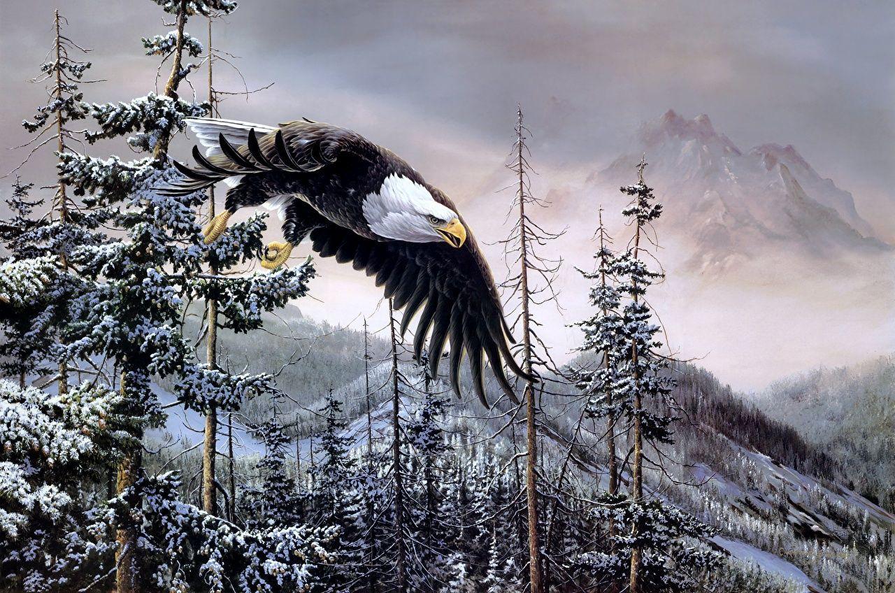 1280x848 Wallpaper Birds Eagles Winter Snow forest Flight Pictorial art