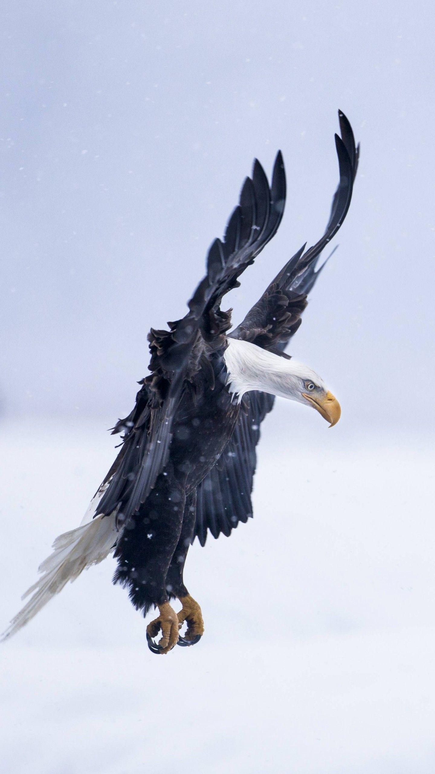 1440x2560 Wallpaper Eagle, Alaska, 5k, 4k wallpaper, HD, flight, winter, snow, National Geographics, OS