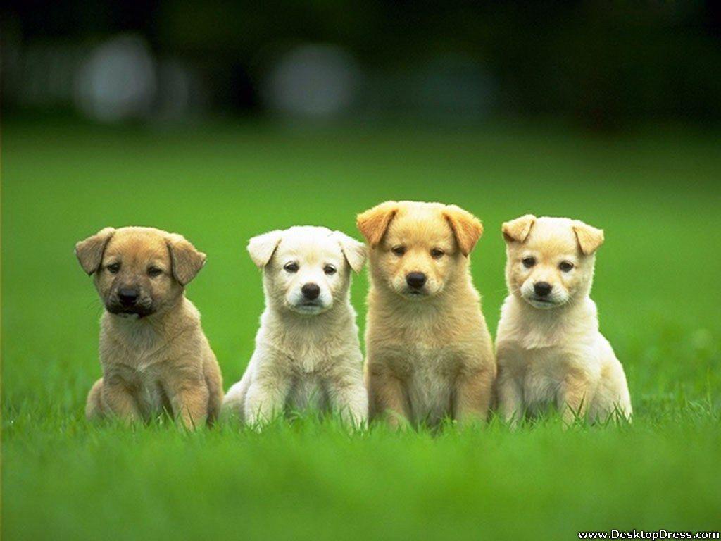 1024x768 Desktop Wallpaper Animals Background Four Beautiful Dogs