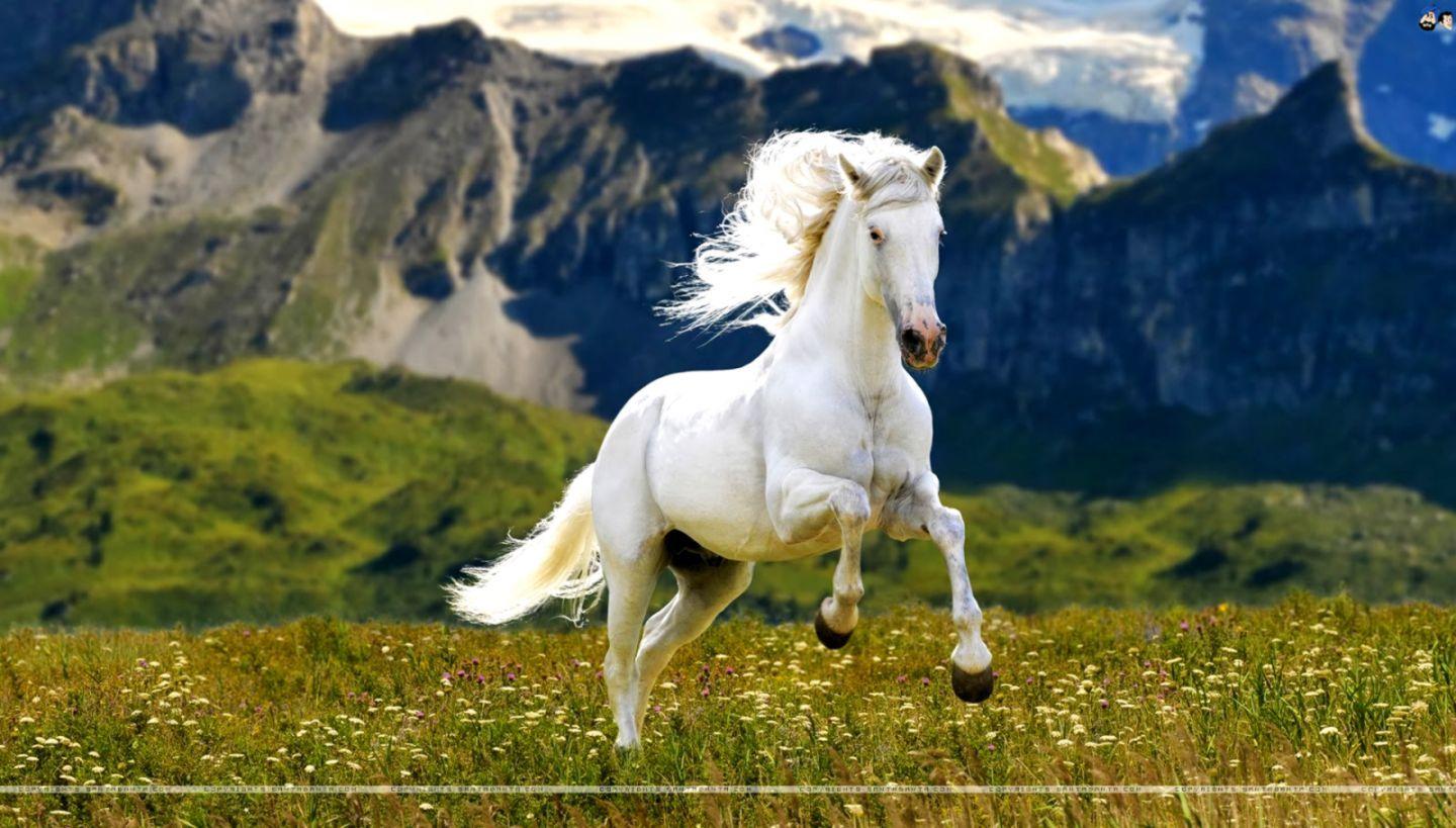 1440x819 Running Horse Wallpaper