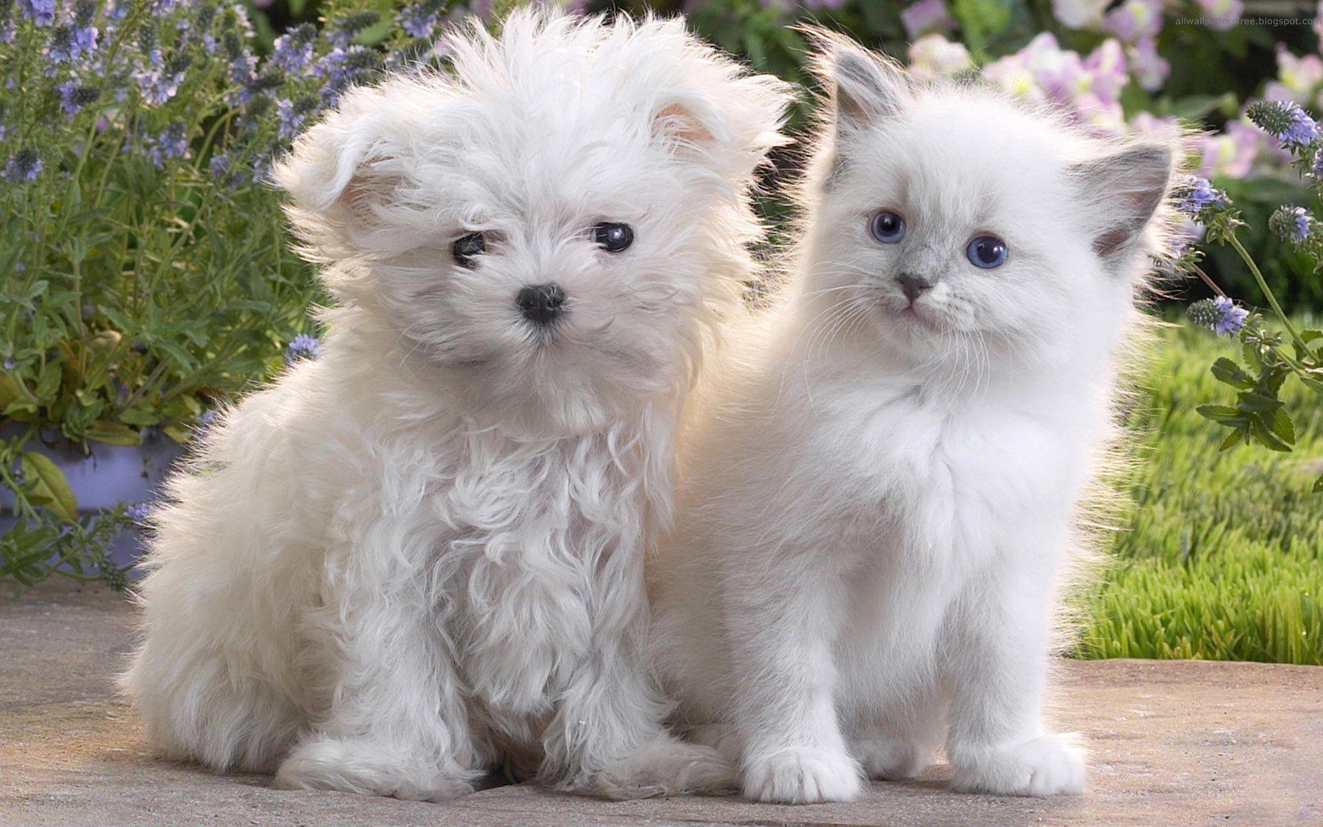 1920x1200 Beautiful and Funny Dogs 58. wallpaper
