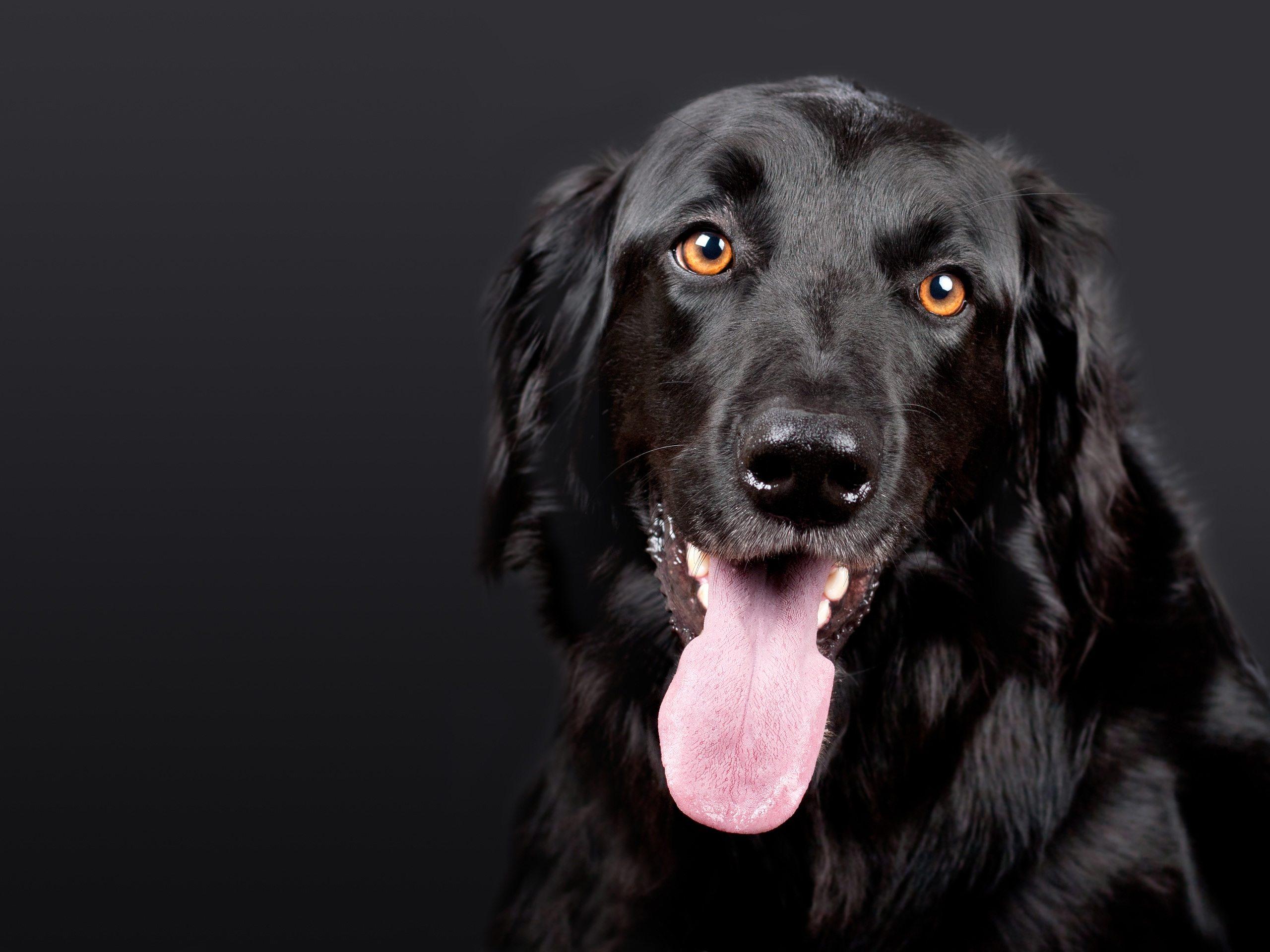 2560x1920 Black Dog Wallpaper Free HD Download