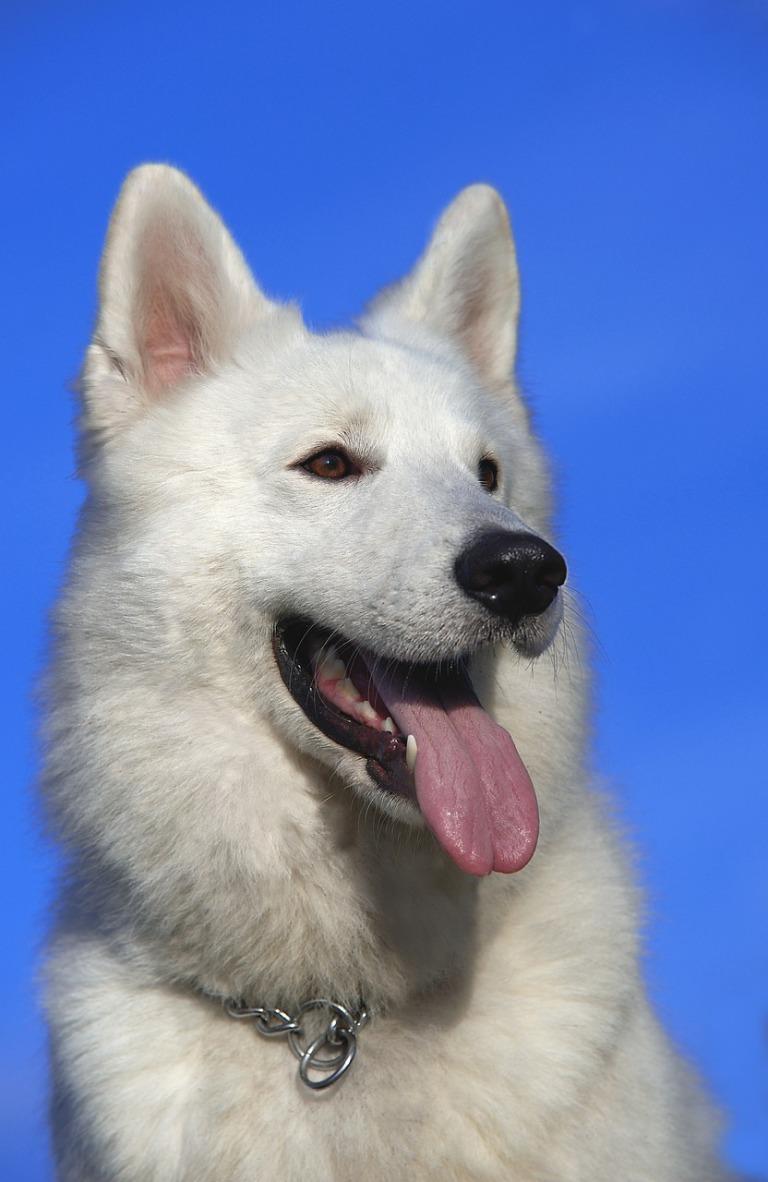 768x1182 Beautiful Dogs Wallpaper for Android