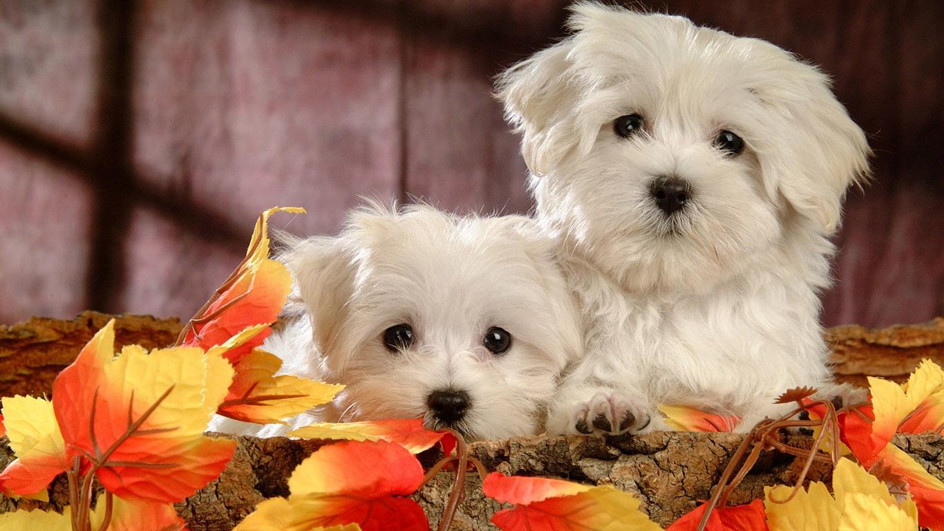 1366x768 Beautiful Dogs Wallpaper