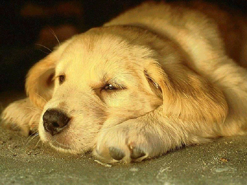 1024x768 Wallpaper Dogs. Beautiful Dogs Wallpaper, Dogs Valentine Wallpaper and Dangerous Dogs Wallpaper