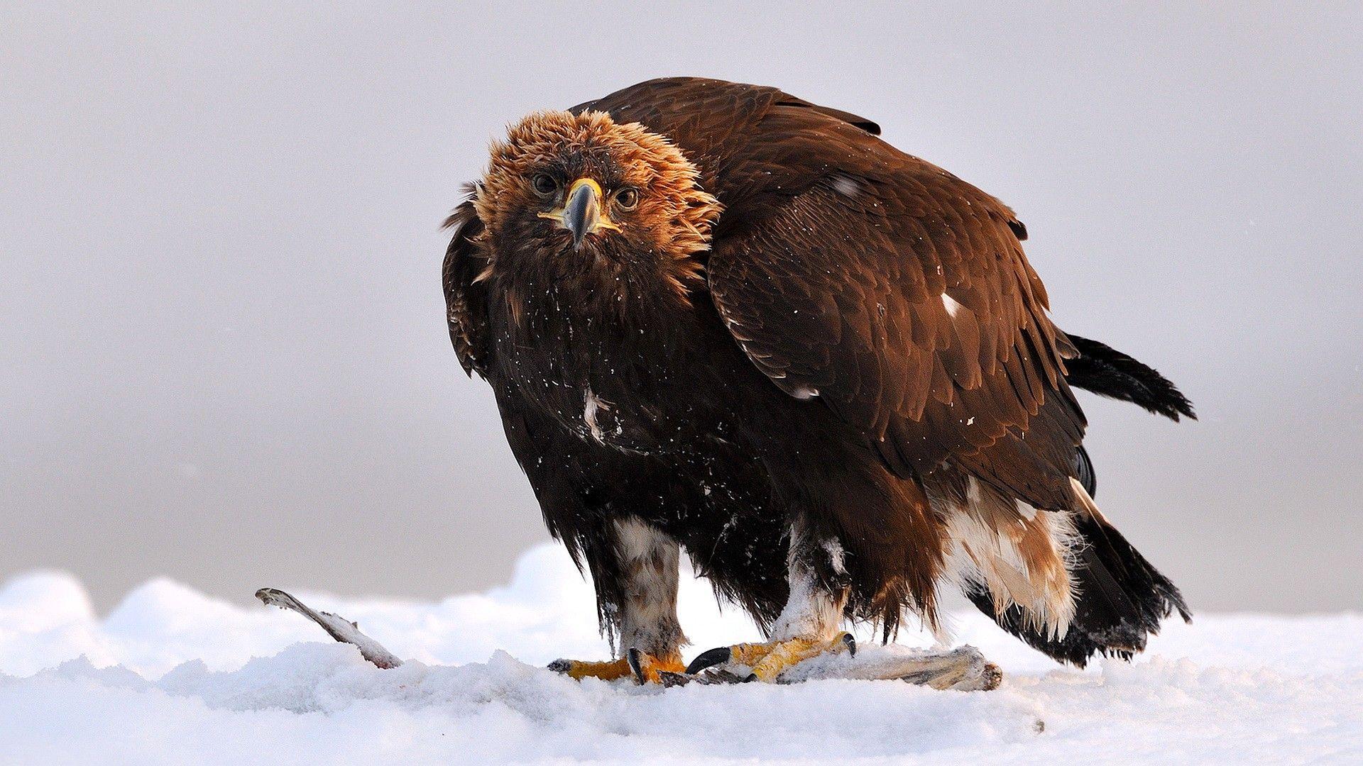 1920x1080 Snow birds eagles Golden Eagle wallpaperx1080