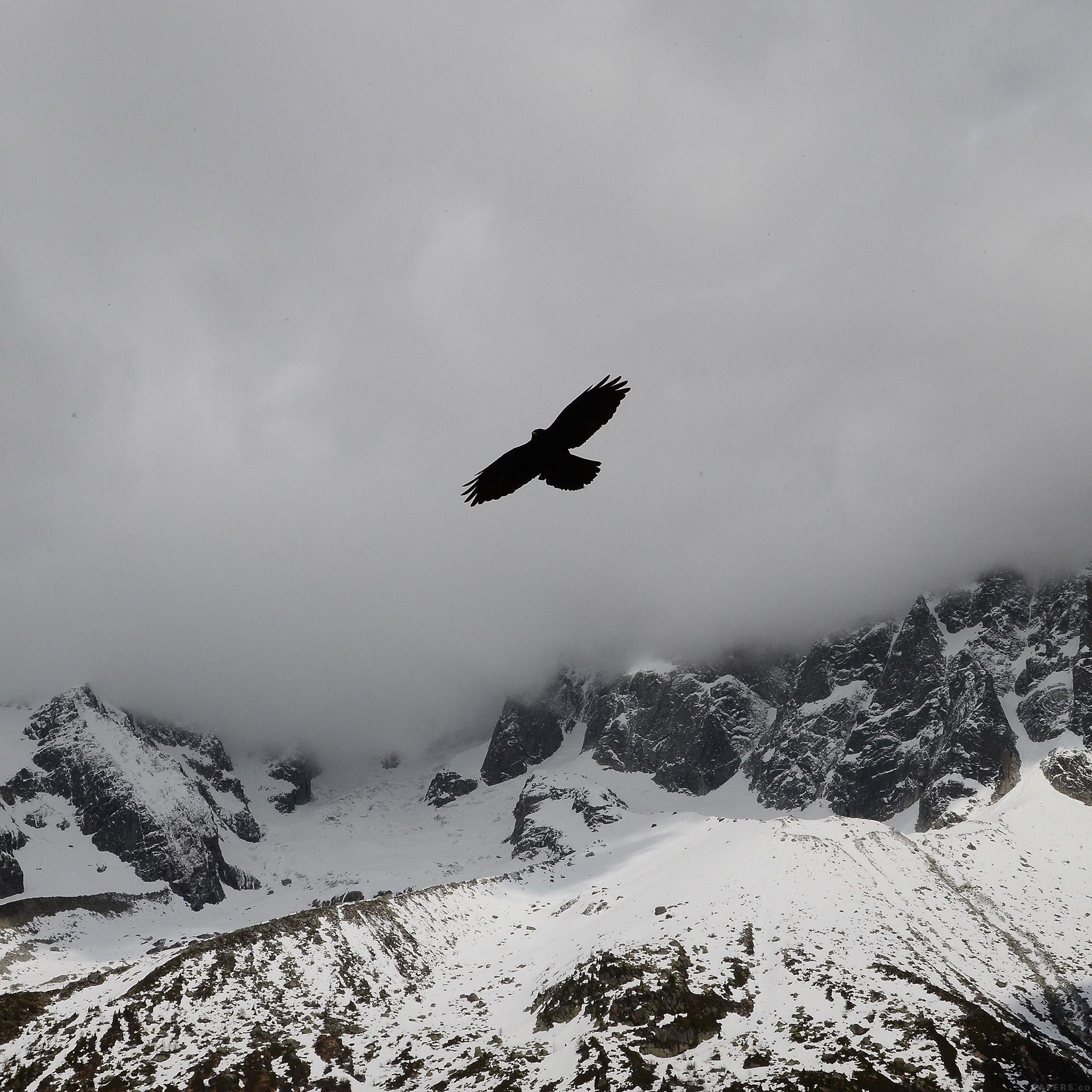 2048x2048 Julia Revitt Eagle Mountain Winter Snow Nature Animal