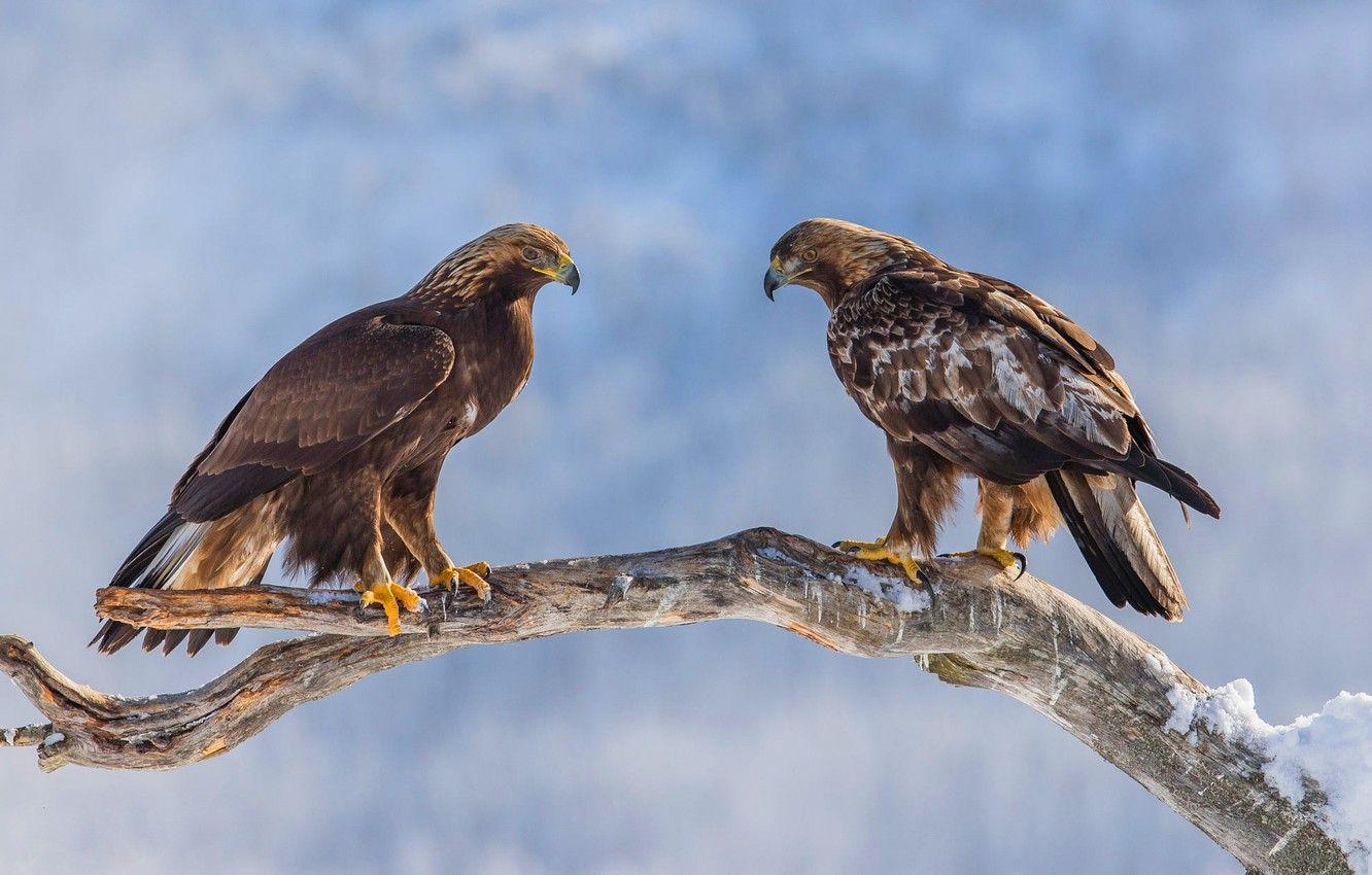 1332x850 Wallpaper winter, snow, birds, nature, eagle, two, branch, pair, eagle, the eagles, two, blue background, predatory, two eagles image for desktop, section животные