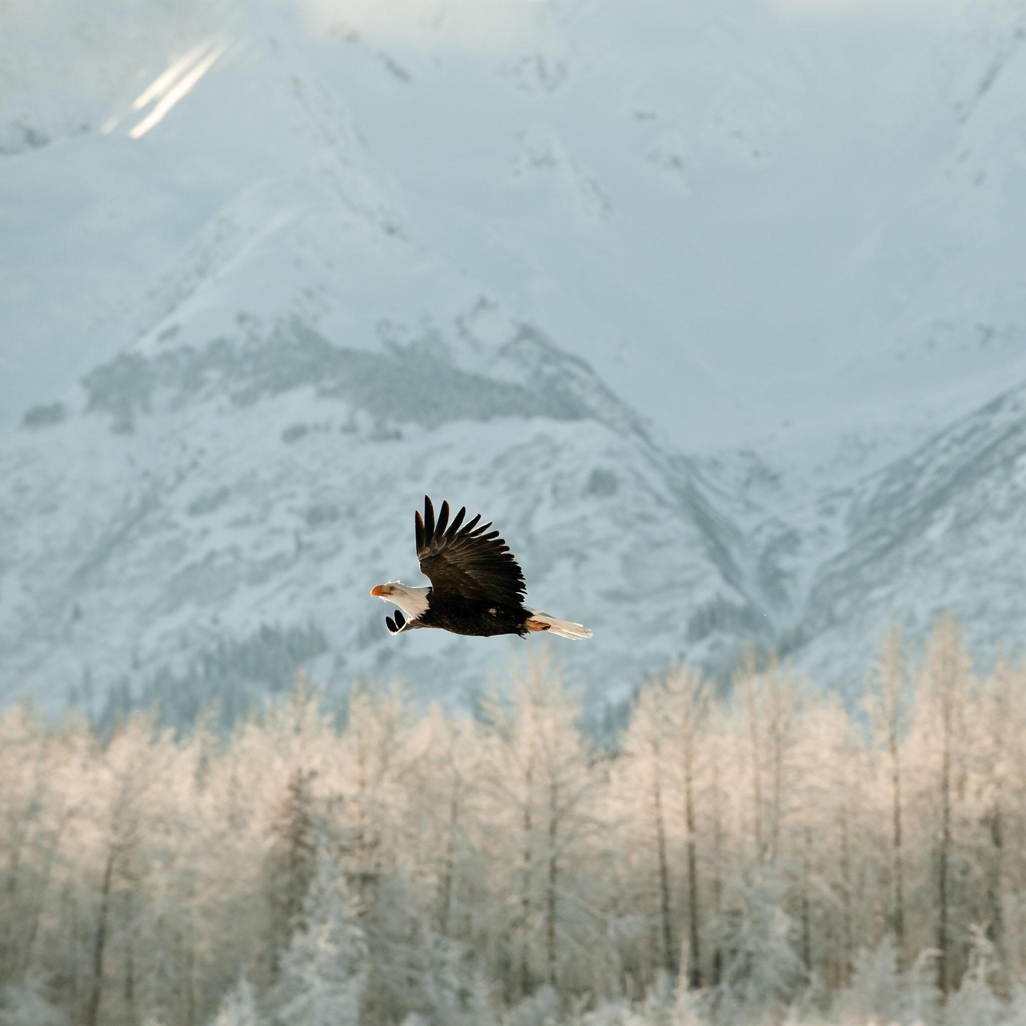 2048x2048 Eagle In Winter Enviroment 2048 X 2048 IPod 3 Wallpaper, Background