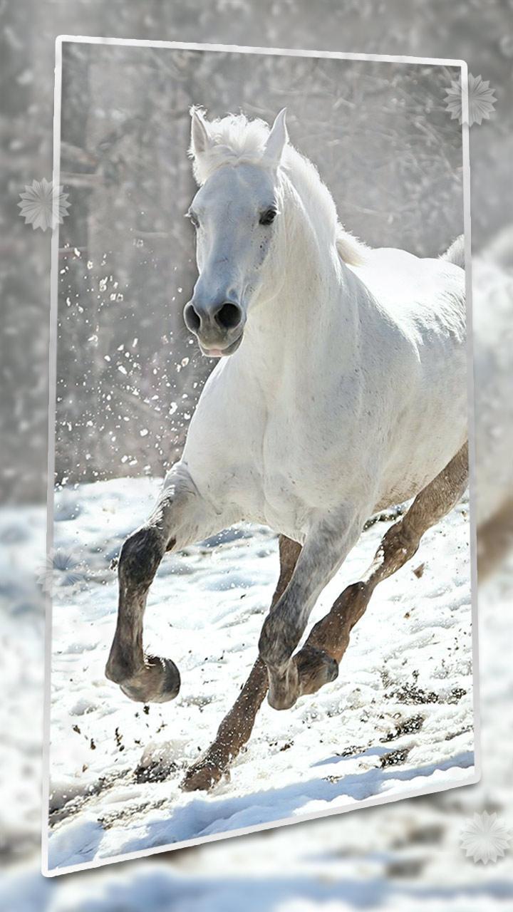 720x1280 Running Horse picture and Live wallpaper for Android