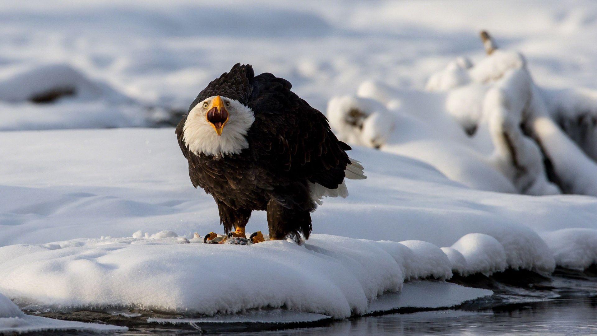 1920x1080 Bald Eagle Computer Wallpaper, Desktop Backgroundx1080. Bald eagle, Eagle wallpaper, Bald eagle image