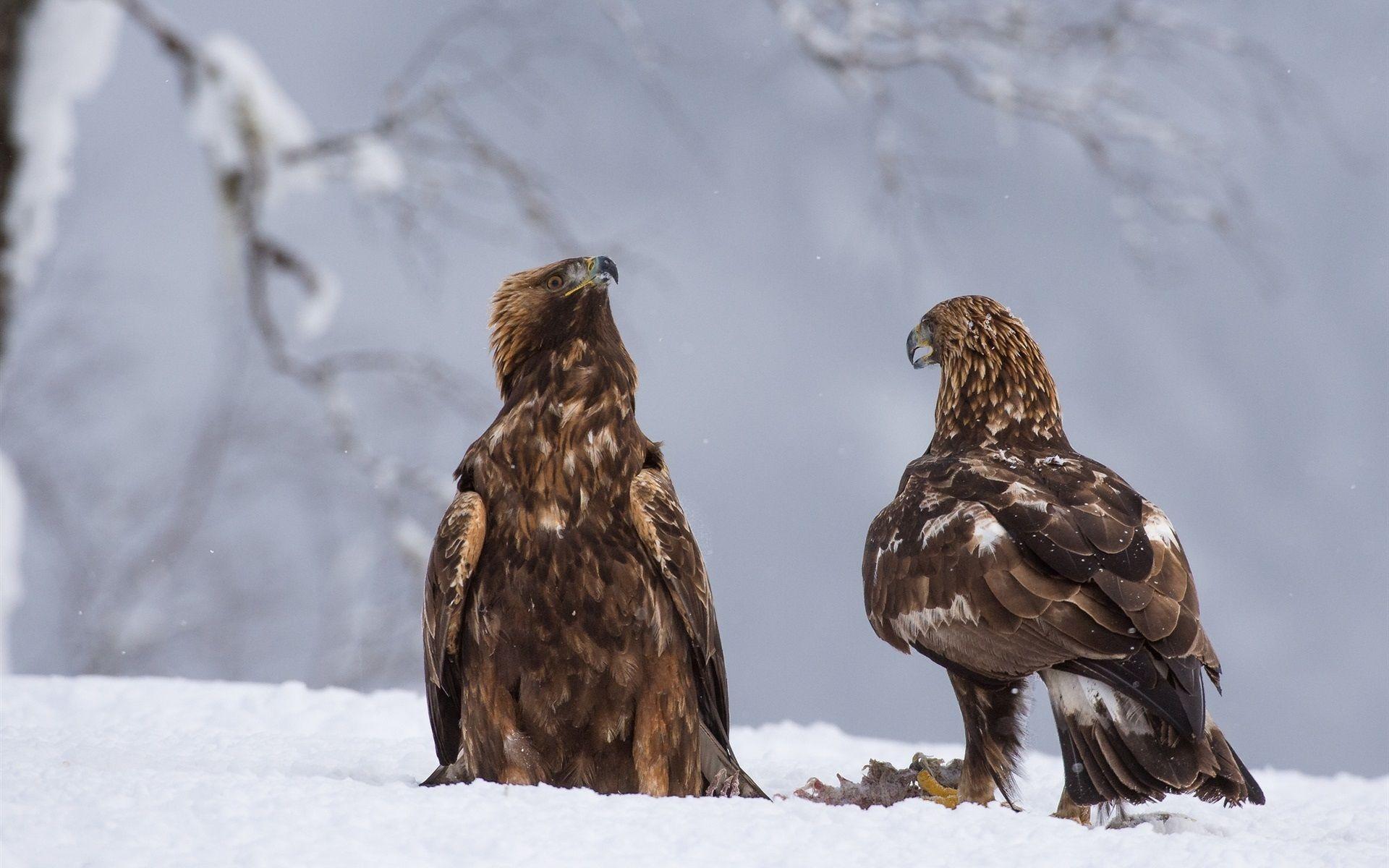 1920x1200 Winter, Snow, Raptors, Two Eagles 640x1136 IPhone 5 5S 5C SE Wallpaper, Background, Picture, Image