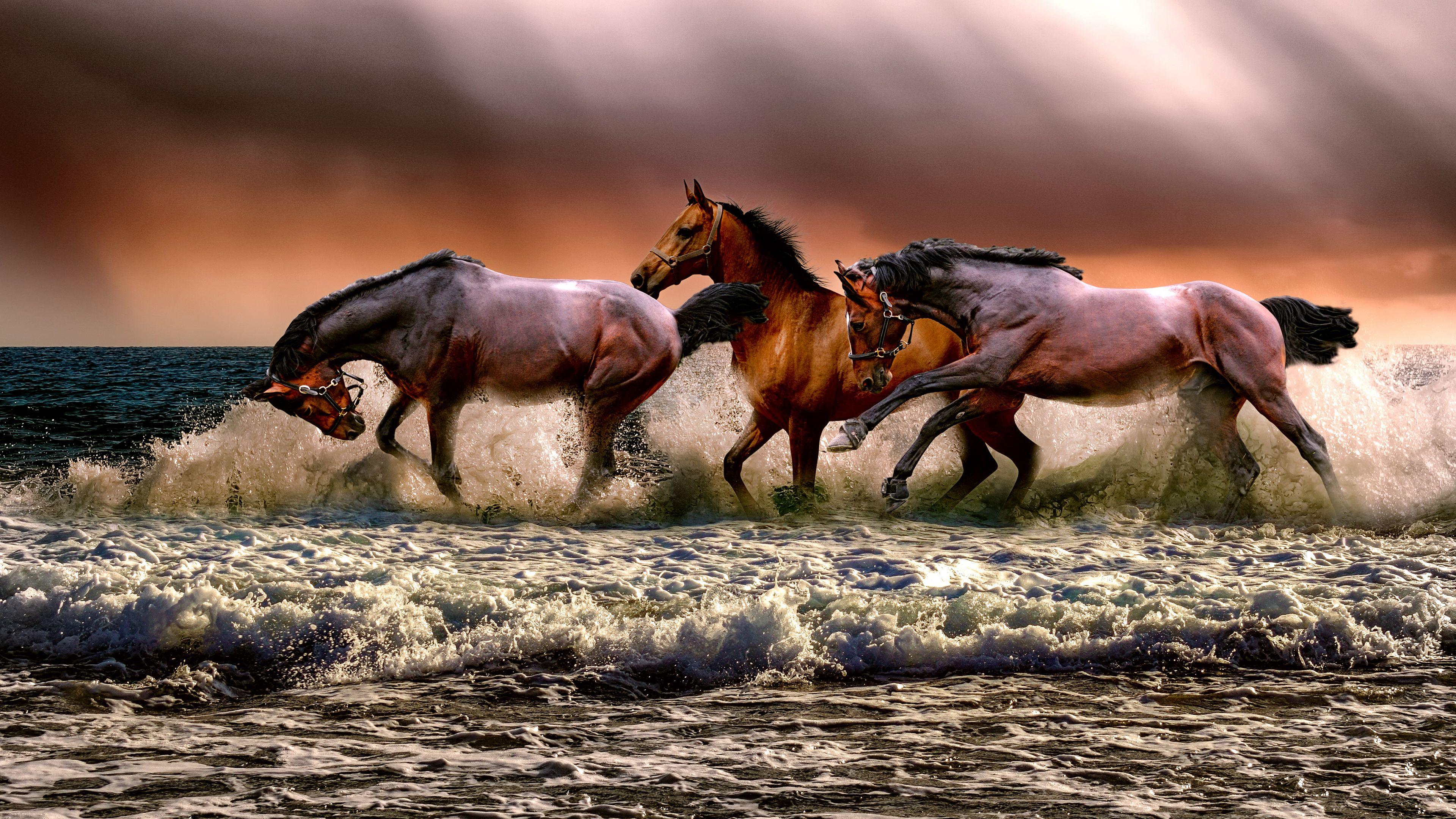 3840x2160 Wallpaper Of Horses