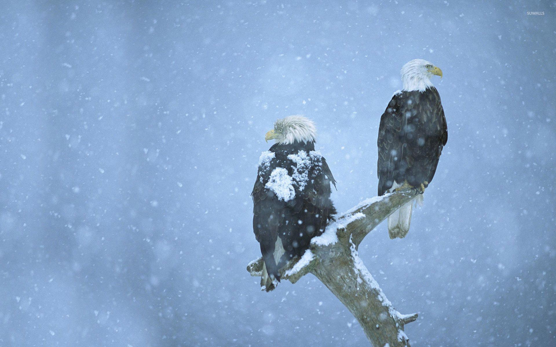 1920x1200 Bald eagles in the snow wallpaper wallpaper