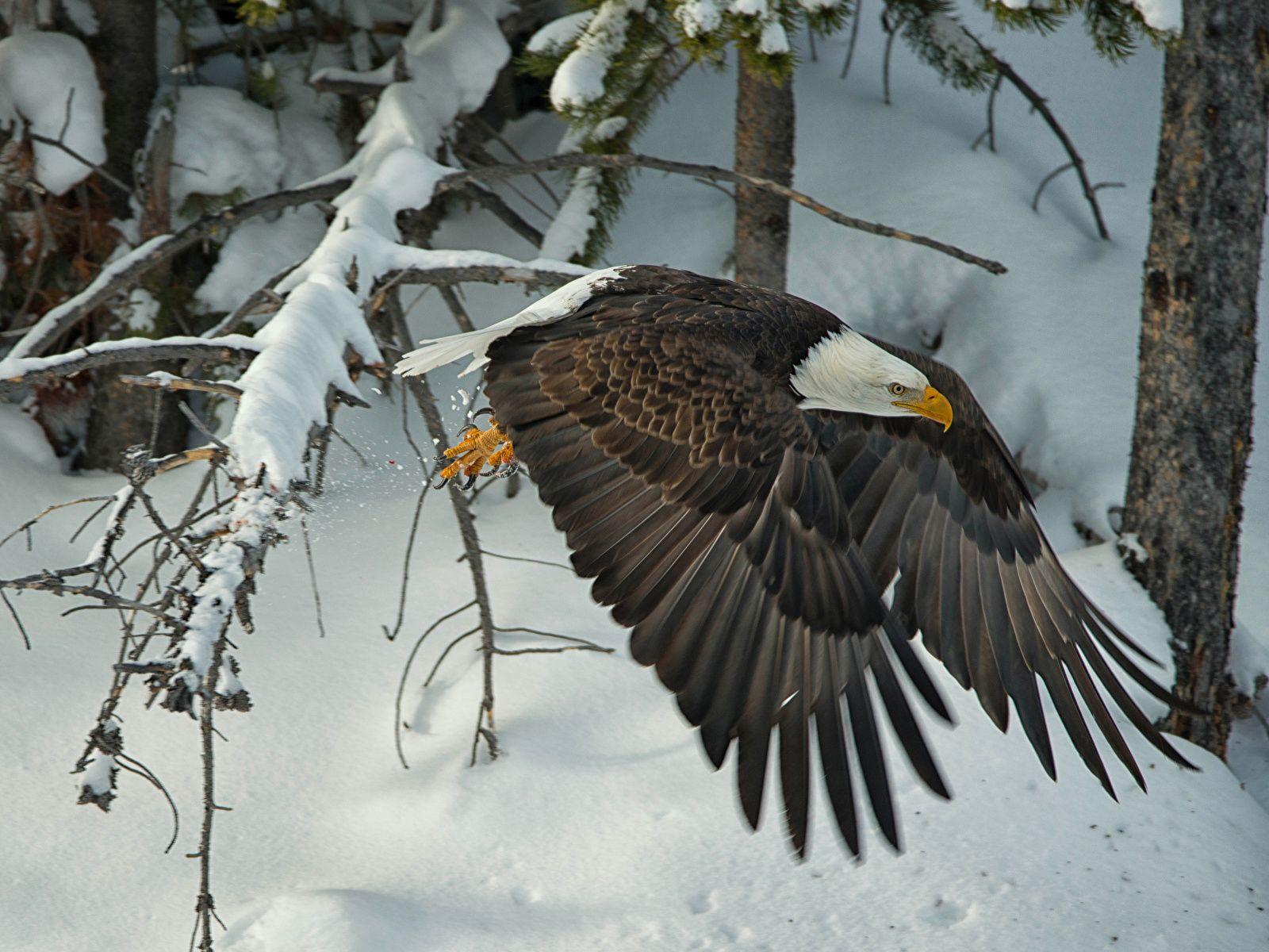 1600x1200 Photo Bald Eagle Hawk bird Wings Winter Snow Flight 1600x1200