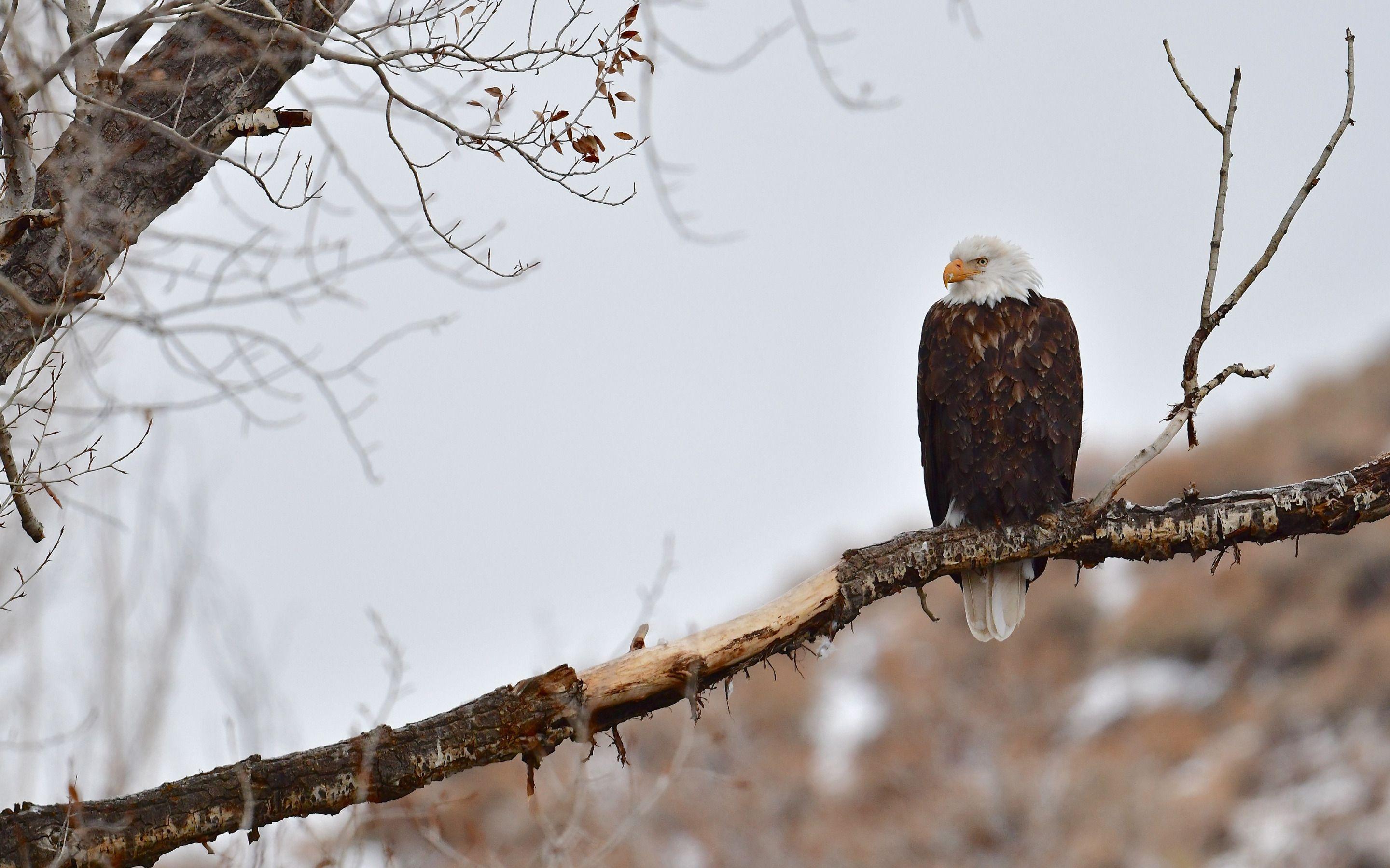 2880x1800 Download wallpaper Bald Eagle, winter, snow, evening, USA symbol, North America, USA, birds of prey for desktop with resolution 2880x1800. High Quality HD picture wallpaper