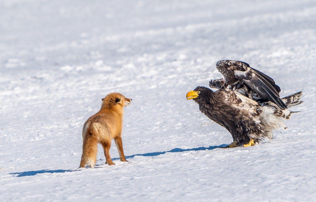 1332x850 Wallpaper winter, snow, bird, meeting, predator, Fox, red, Steller's sea eagle image for desktop, section животные