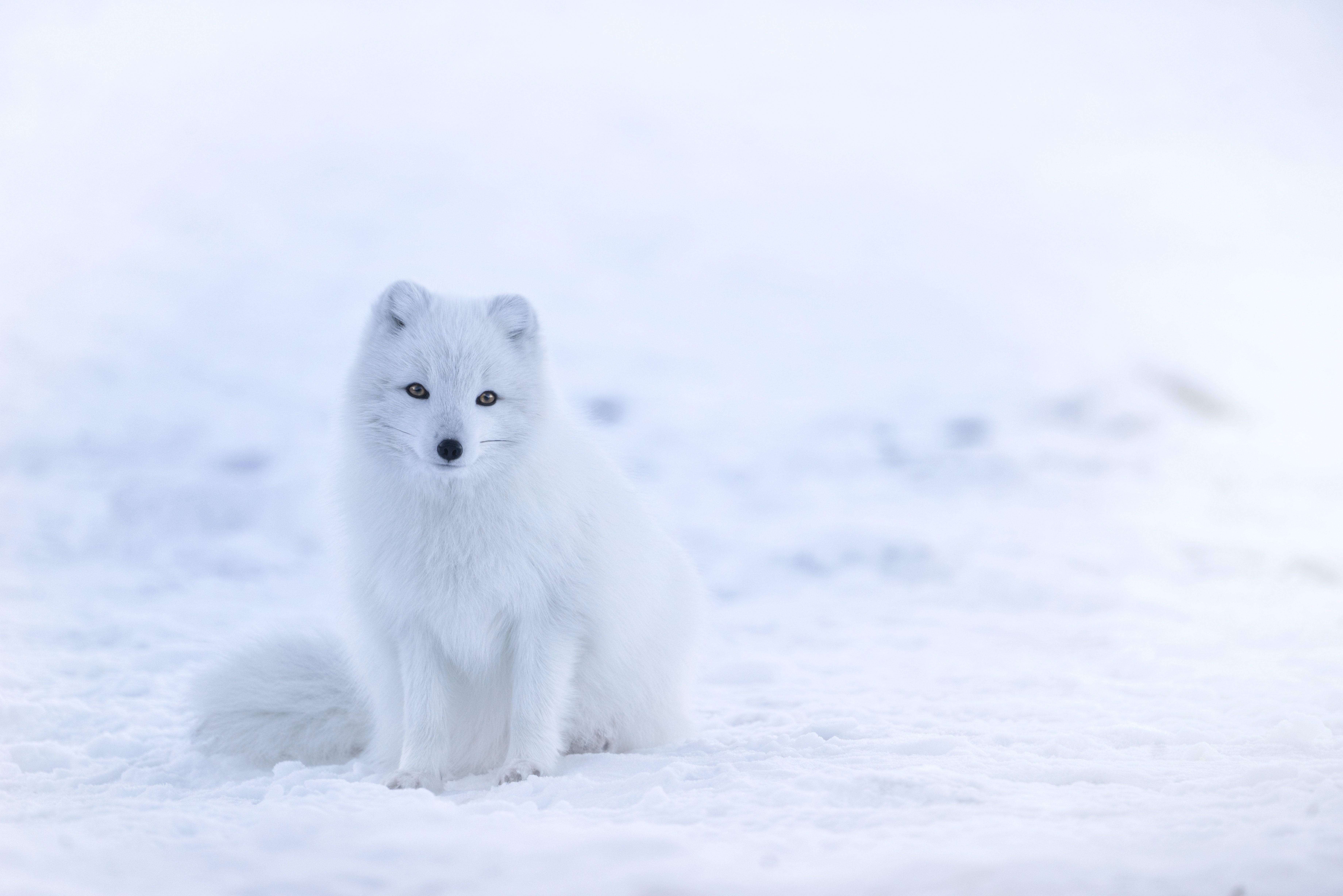 7360x4912 Winter Wallpaper: Free HD Download [HQ]
