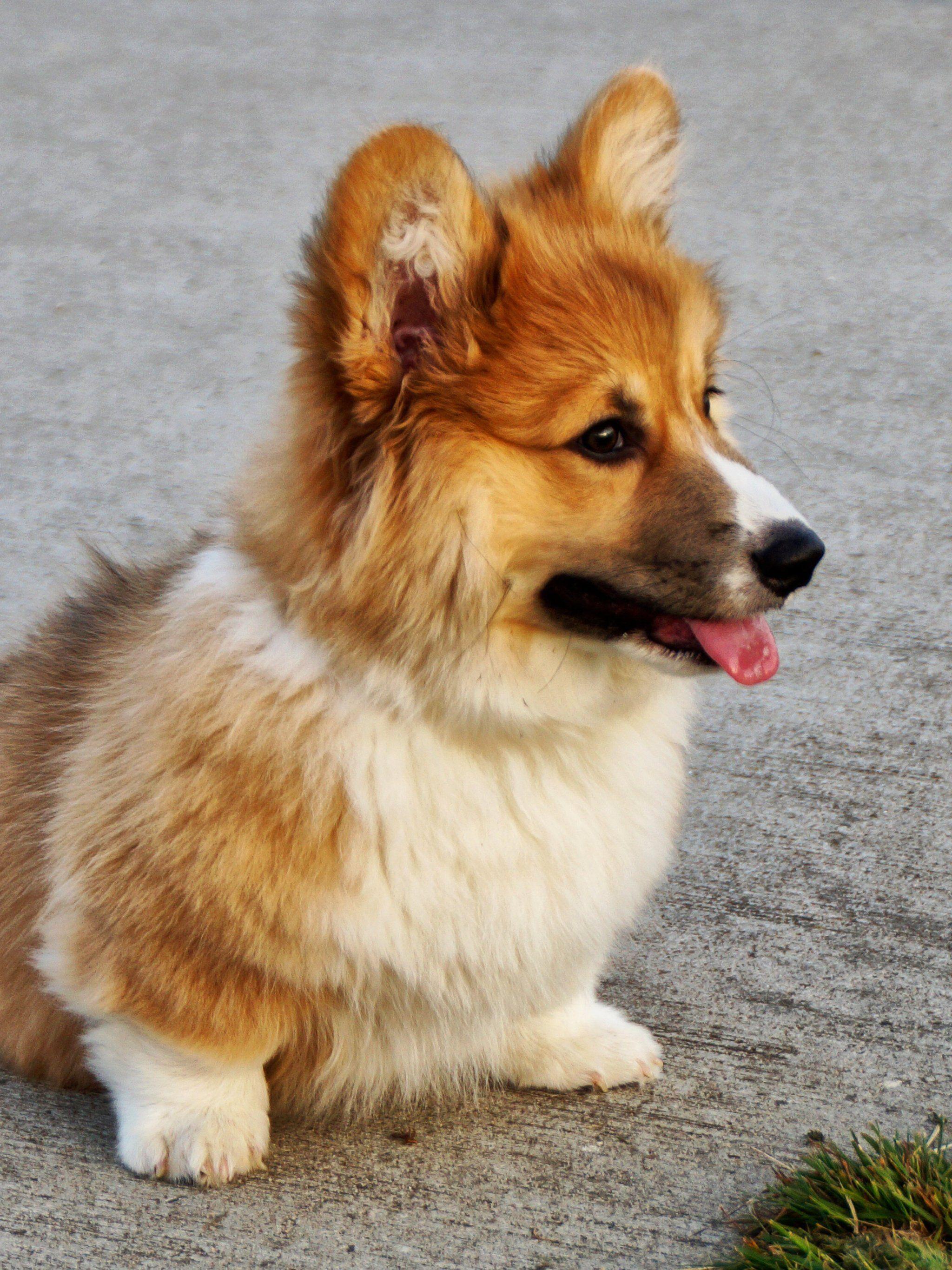 2048x2732 Corgi Wallpaper, Android & Desktop Background