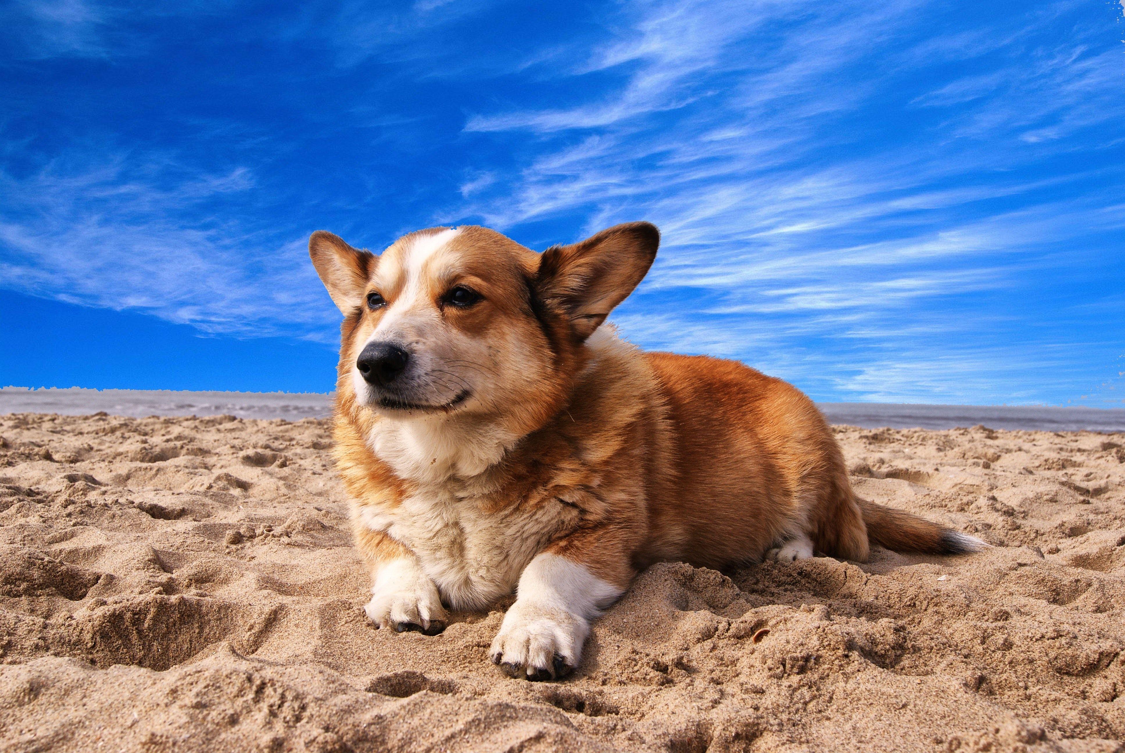 3872x2592 Welsh Corgi Wallpaper