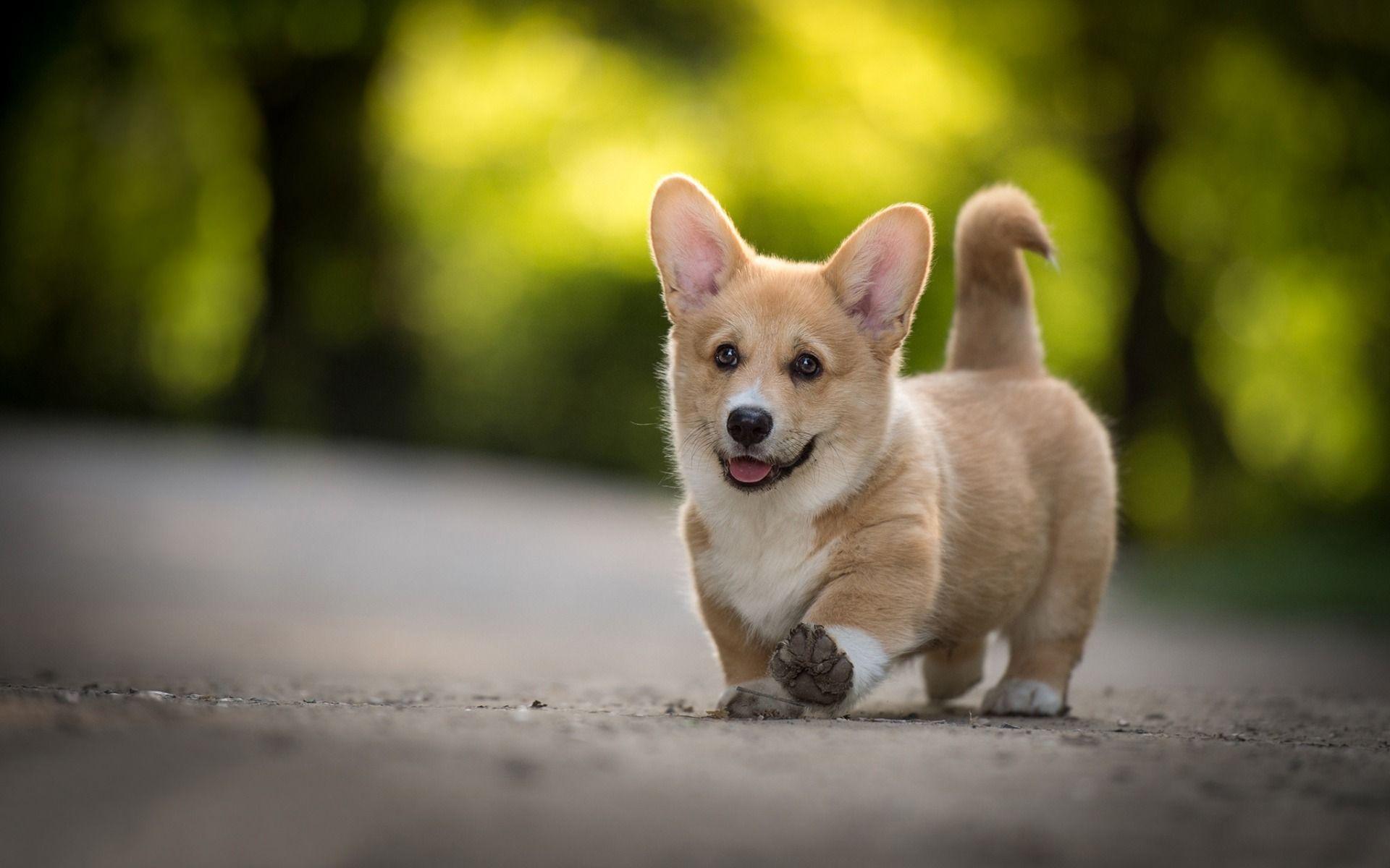 1920x1200 Download wallpaper Welsh Corgi, little funny puppy, forest, road, cute animals, dogs for desktop with resolution 1920x1200. High Quality HD picture wallpaper