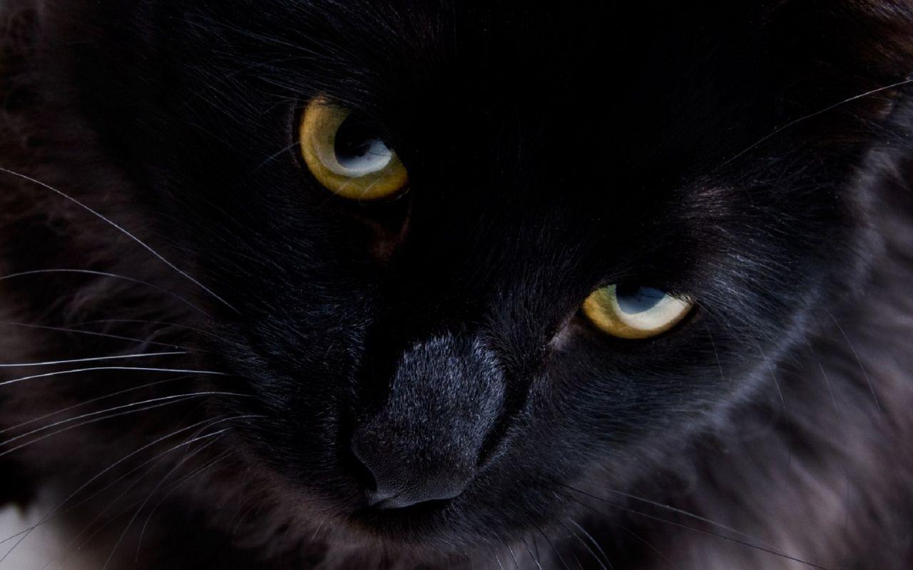 1280x799 Black Cat Desktop Wallpaper #wallpaper. Black cat, Cats, Cute black cats