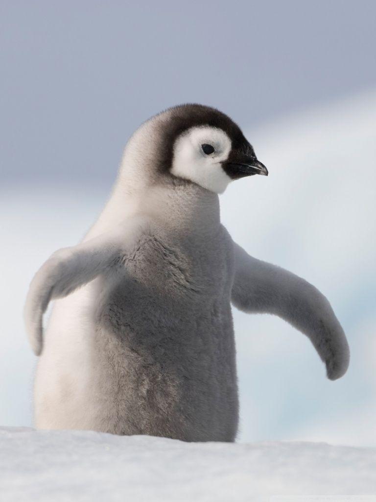 768x1024 Free download Baby Penguin Antarctica 4K HD Desktop Wallpaper for 4K Ultra [768x1024] for your Desktop, Mobile & Tablet. Explore Penguin Phone Wallpaper. Penguin Phone Wallpaper, Penguin Wallpaper, Penguin Wallpaper