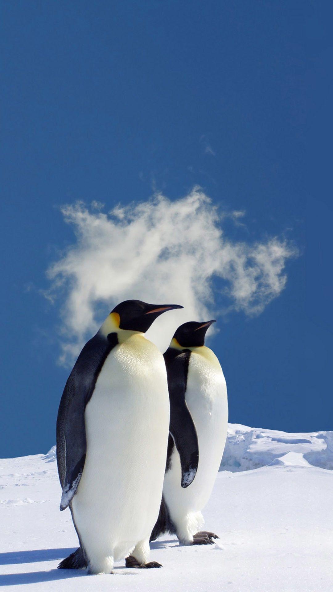 1080x1920 Penguin Wallpaper